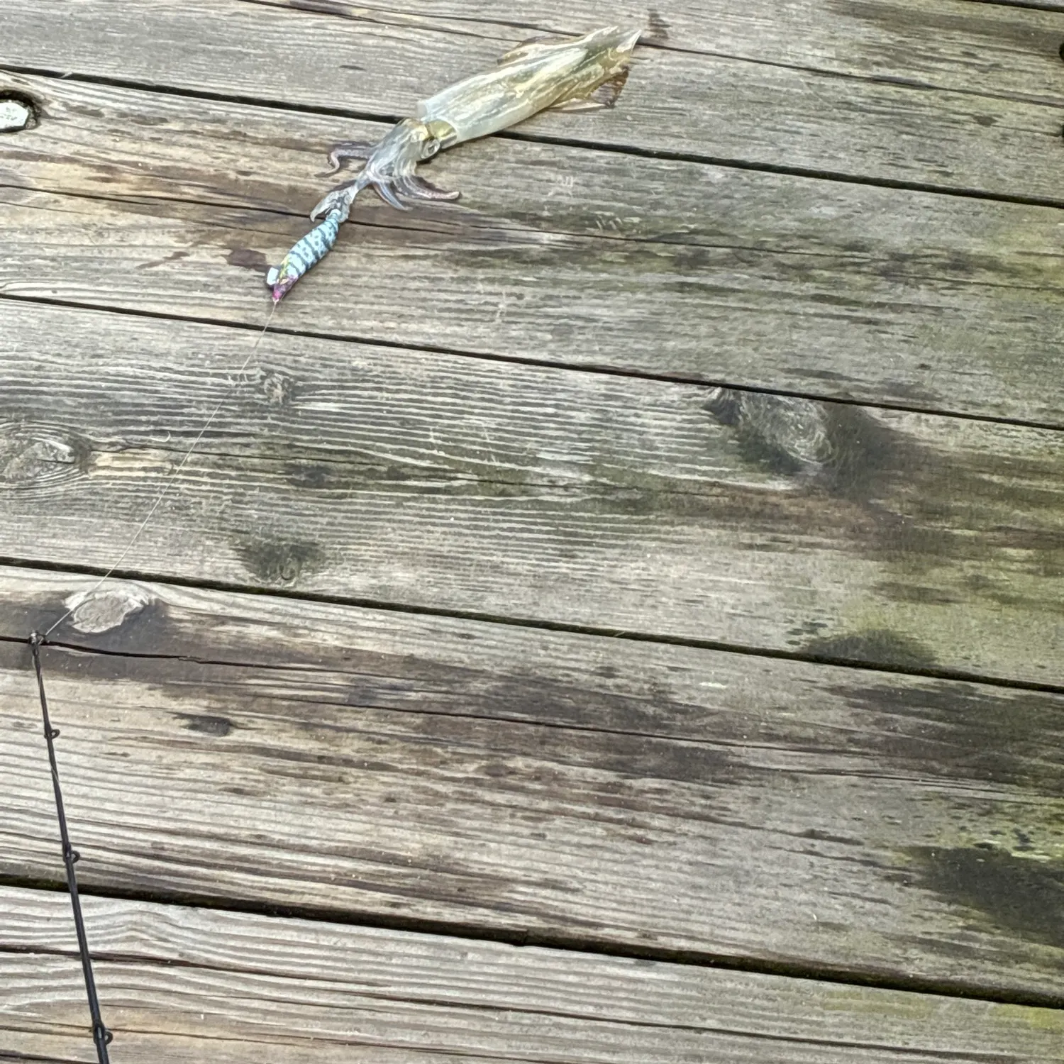 The most recent Northern shortfin squid catches on Fishbrain