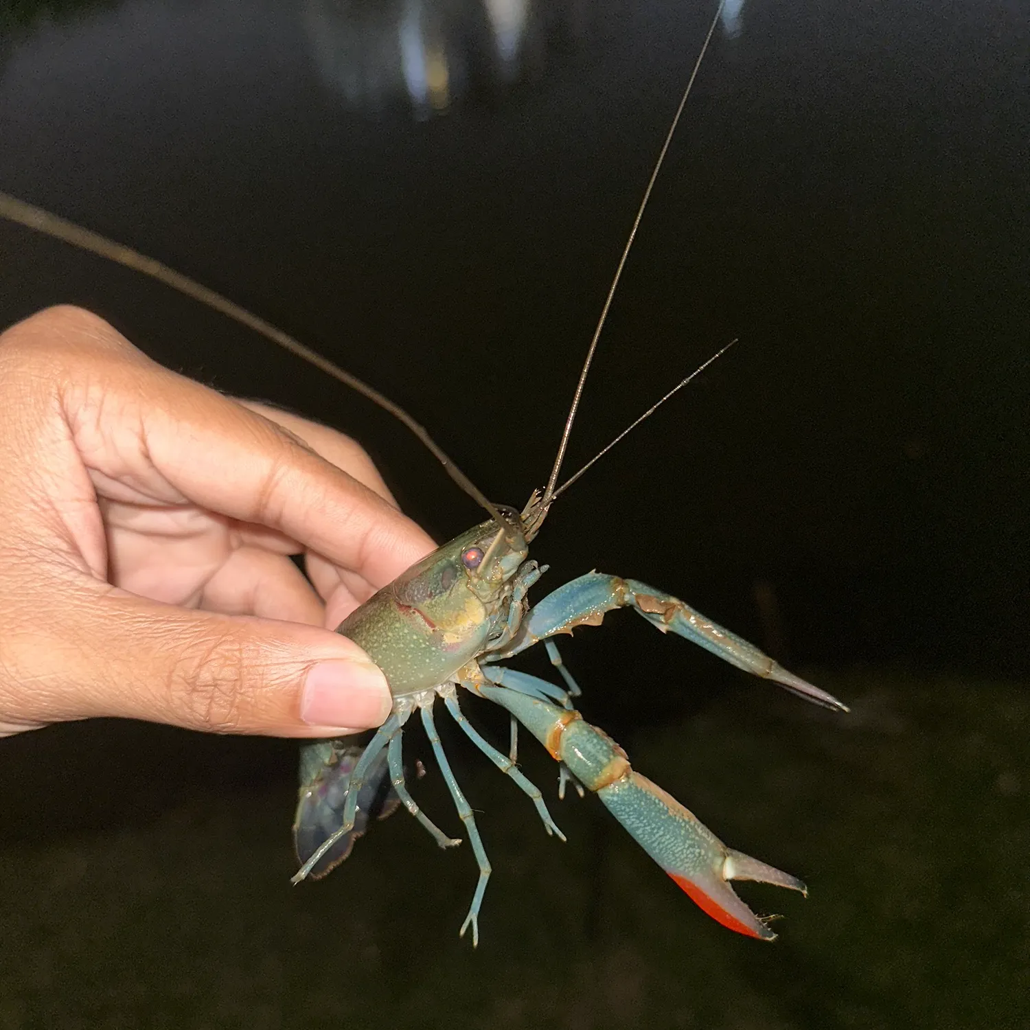 The most recent Red swamp crayfish catches on Fishbrain
