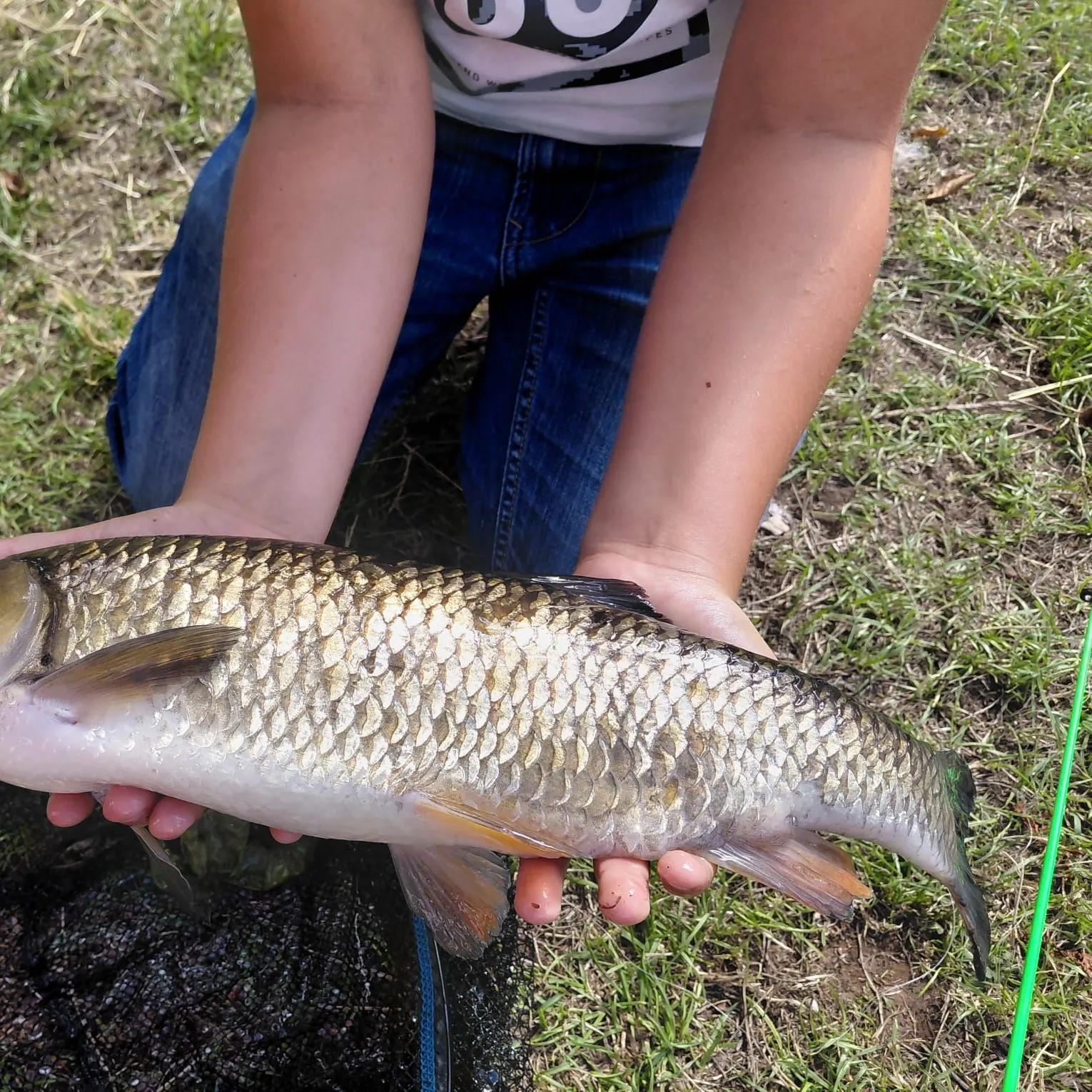 European chub caught on Fishbrain
