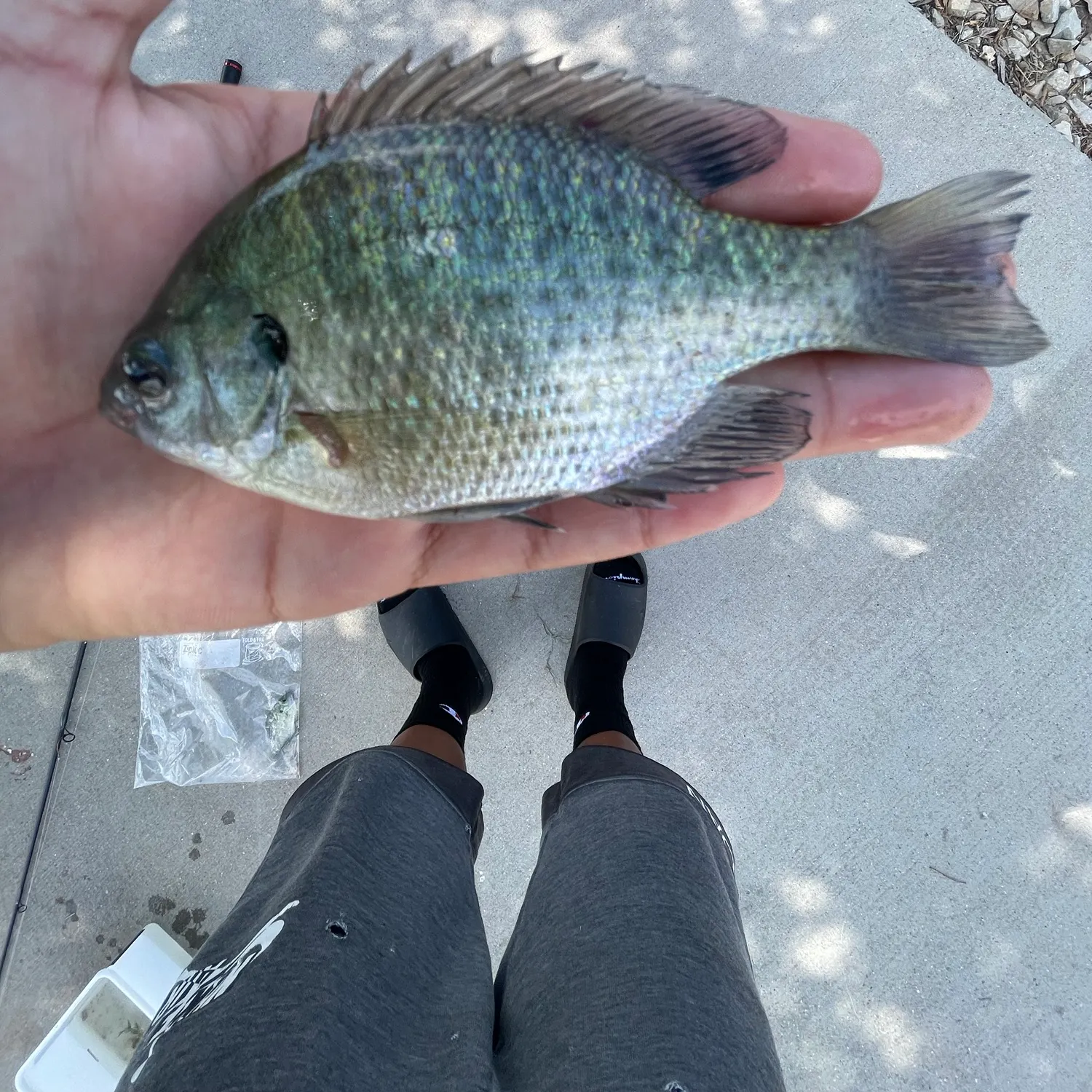 Bluegill caught on Fishbrain