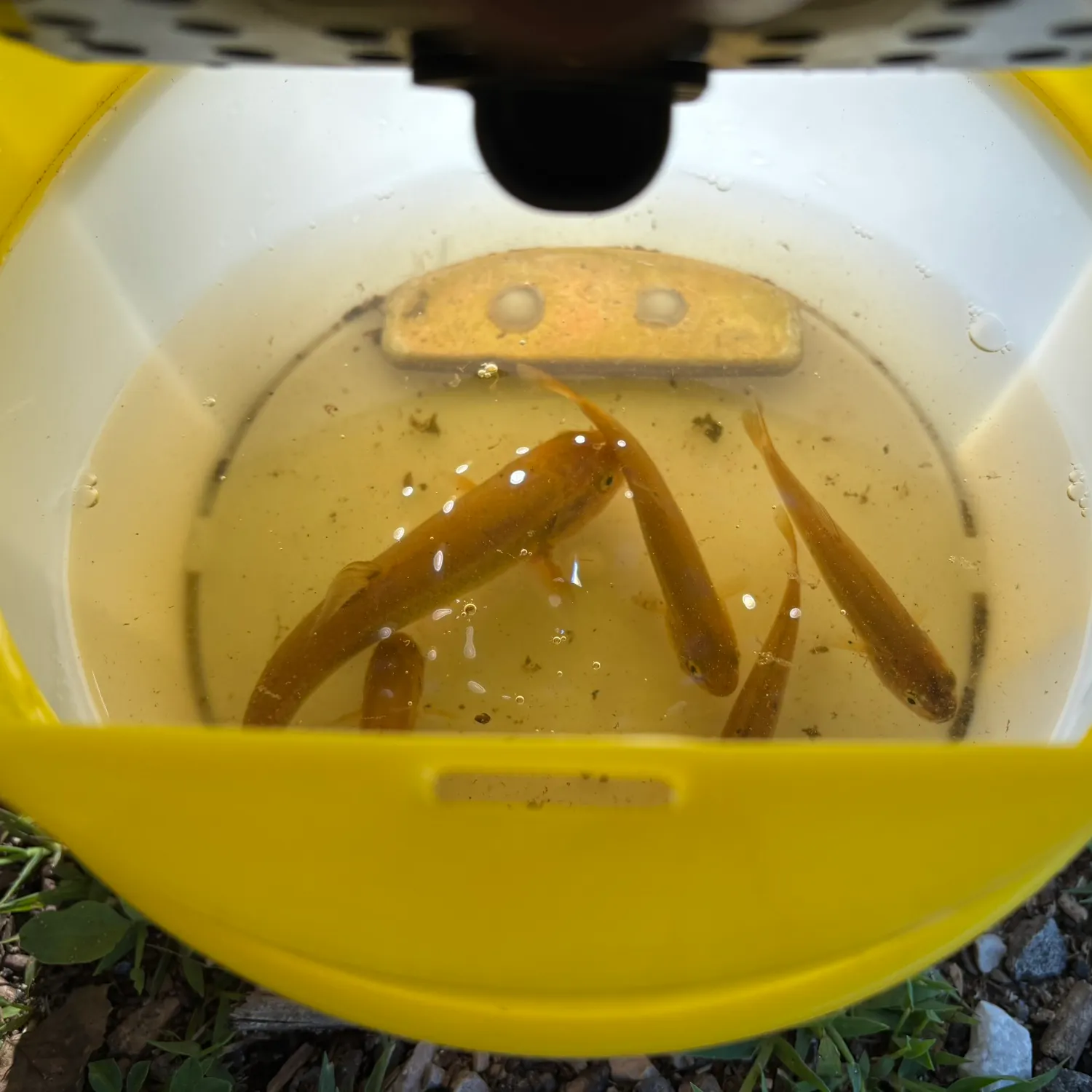 Creek chub caught on Fishbrain