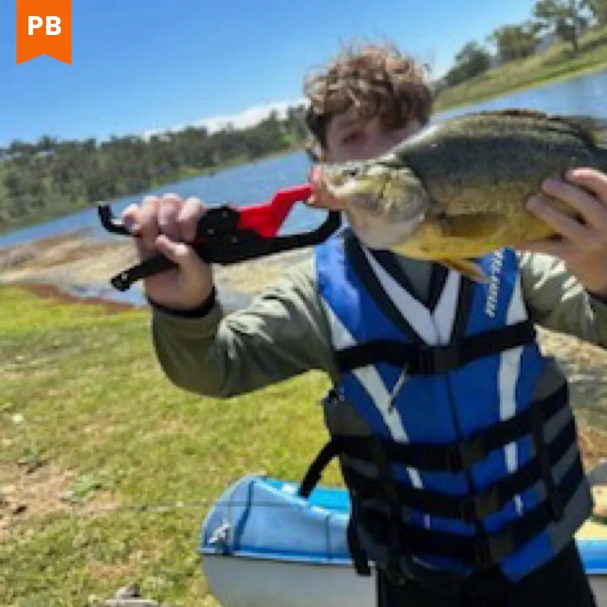 The most recent Golden perch catches on Fishbrain