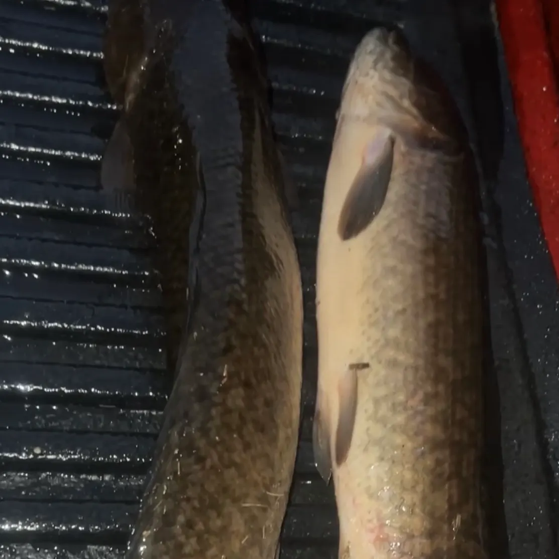 Ruddy bowfin caught on Fishbrain