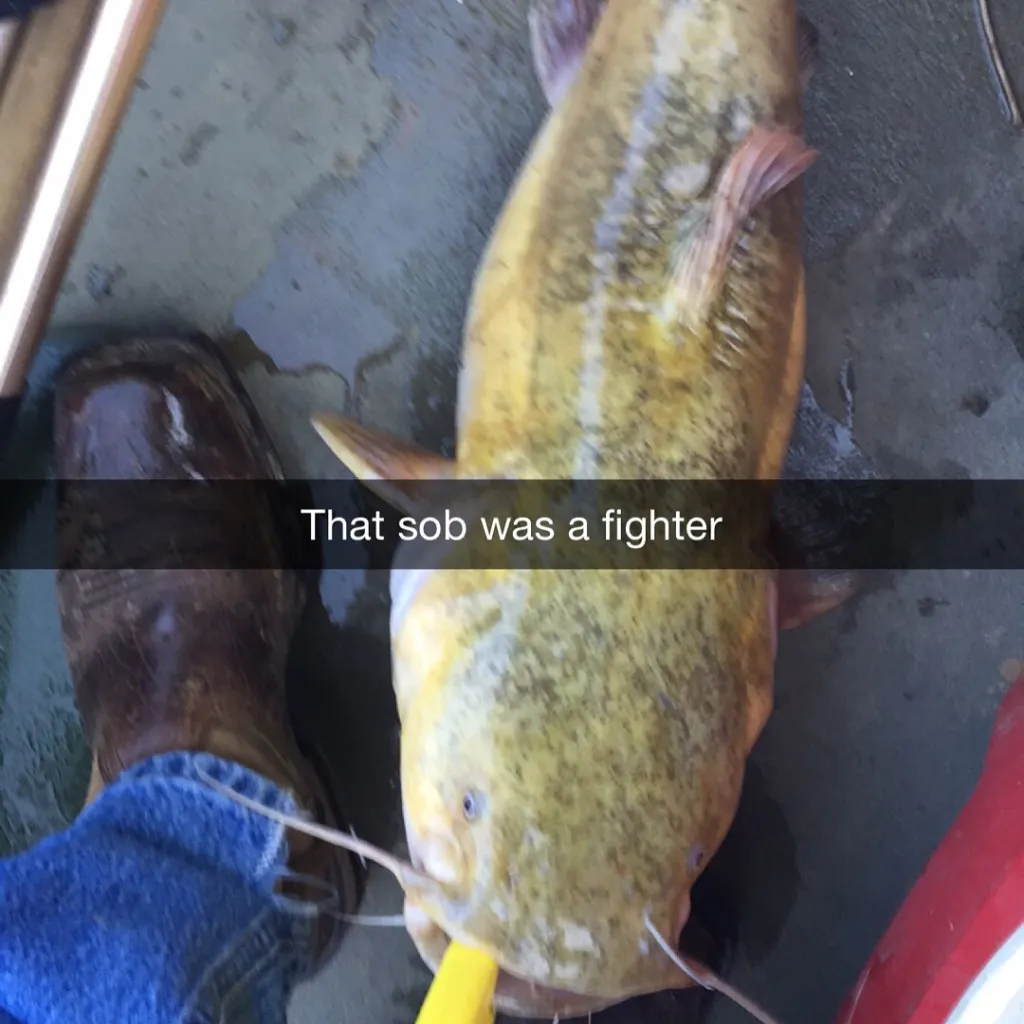 angler catch