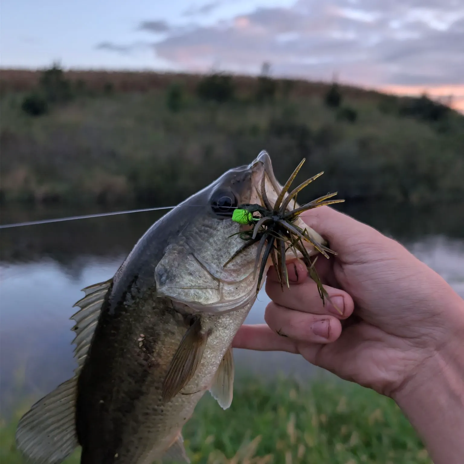 Largemouth bass caught on Fishbrain