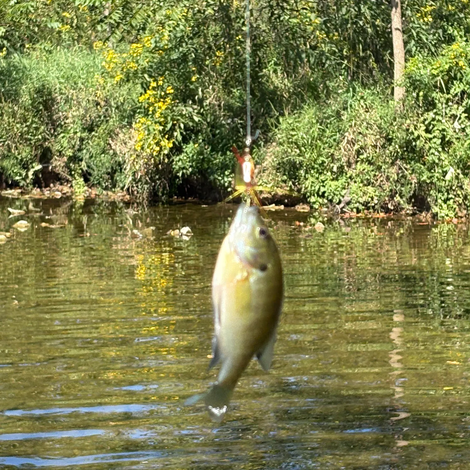 Bluegill caught on Fishbrain