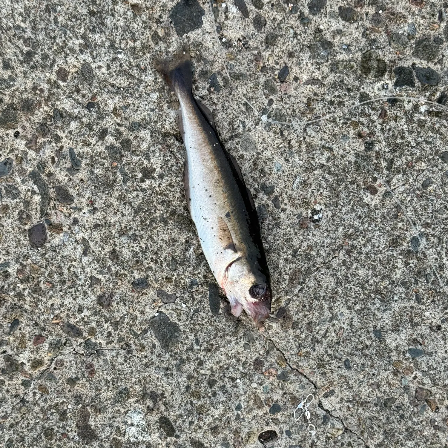 Fish caught on Fishbrain