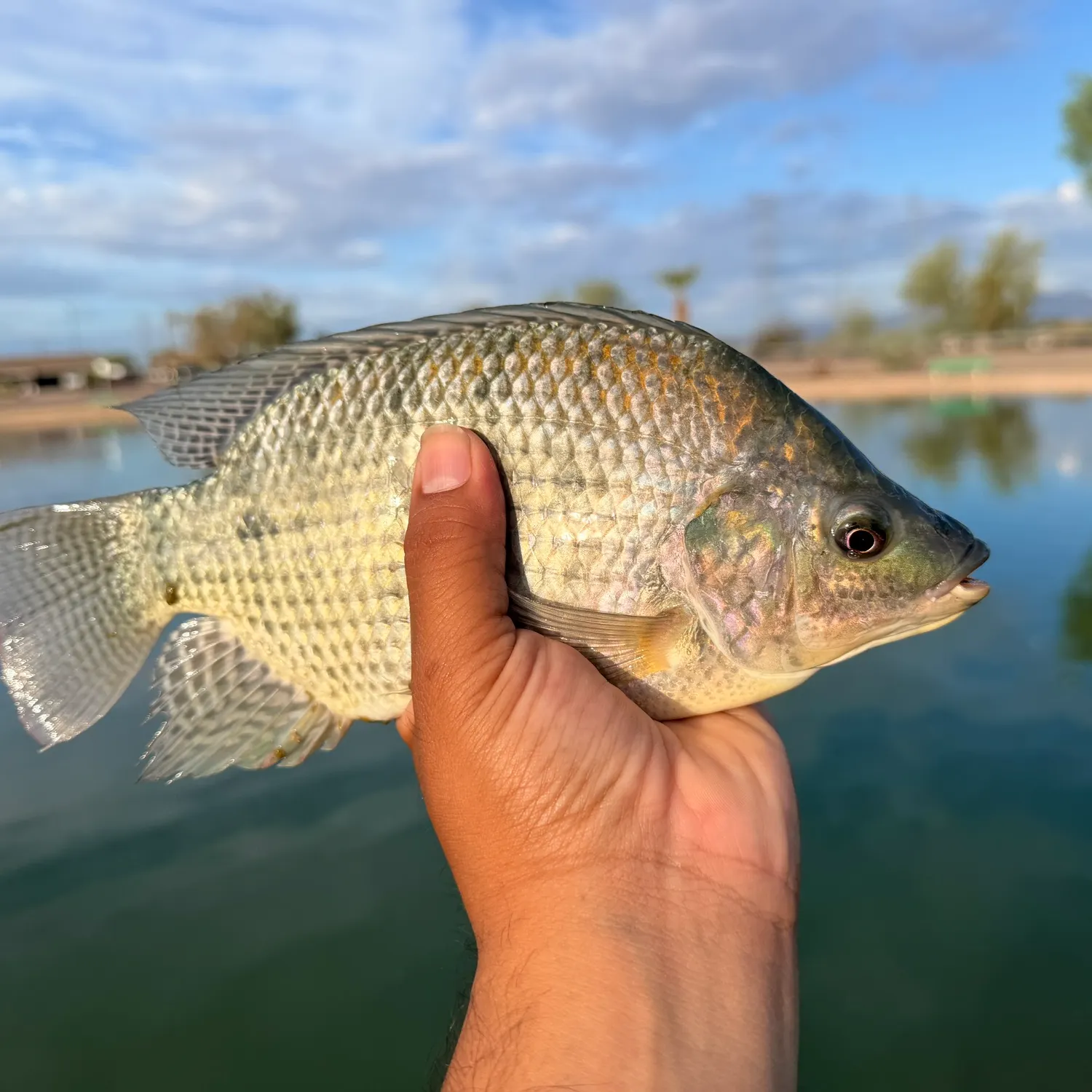 Blue tilapia caught on Fishbrain