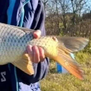 Common carp caught on Fishbrain