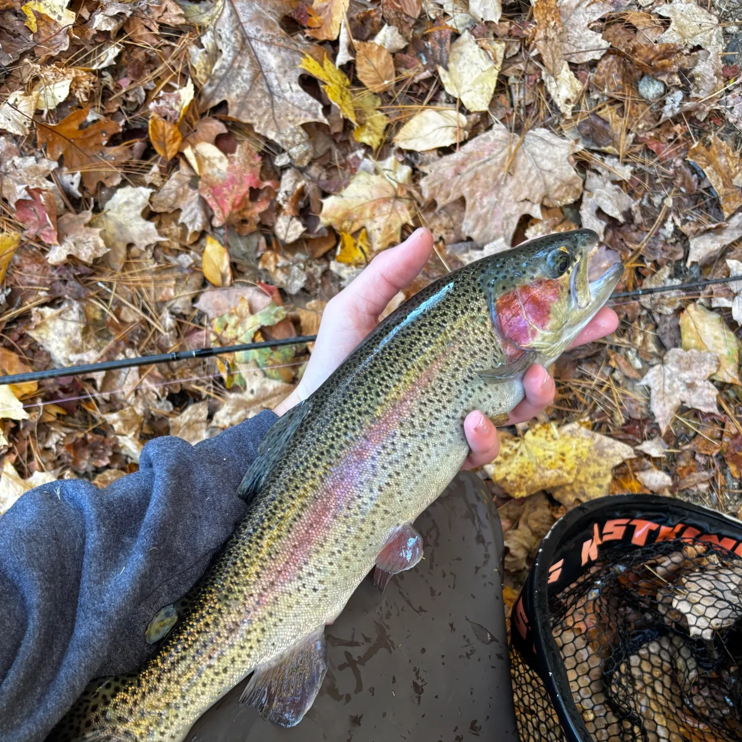 Rainbow trout caught on Fishbrain