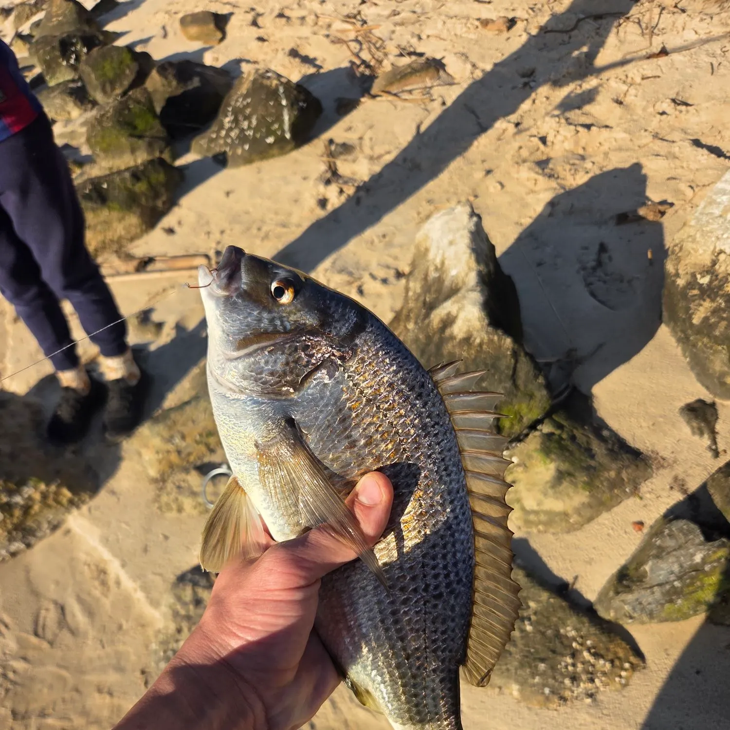 Southern black bream caught on Fishbrain