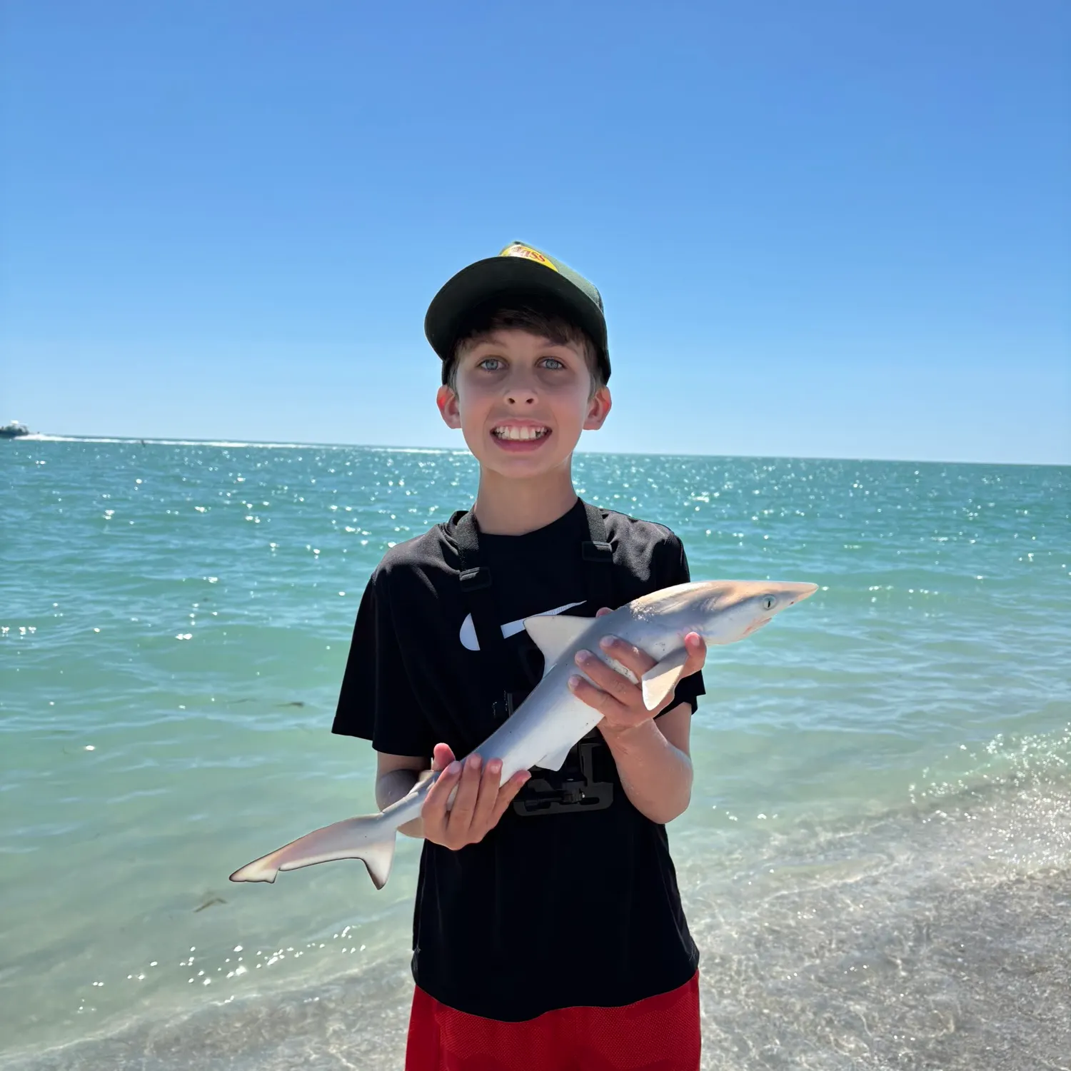 The most recent Blacktip shark catches on Fishbrain