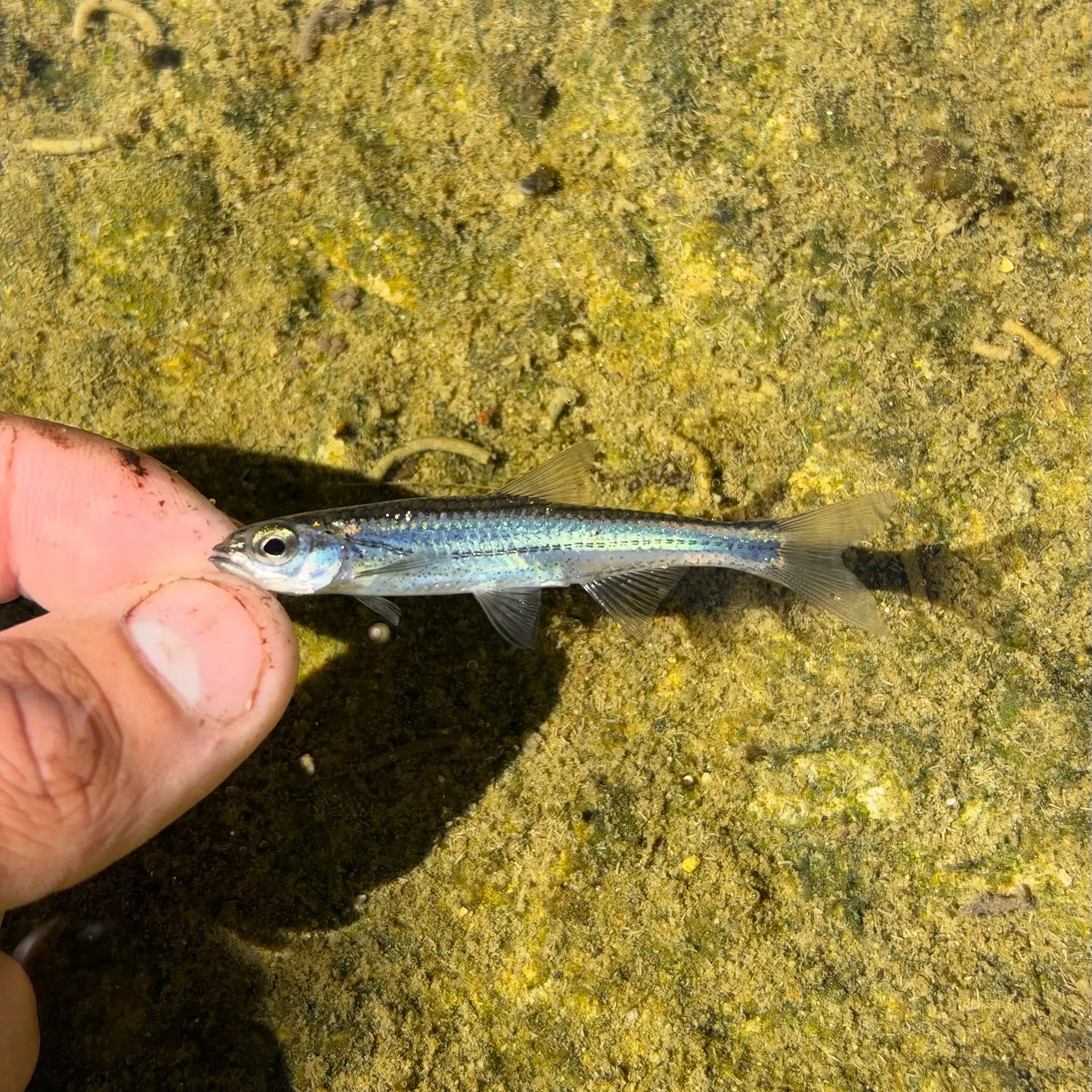 The most recent Telescope shiner catches on Fishbrain