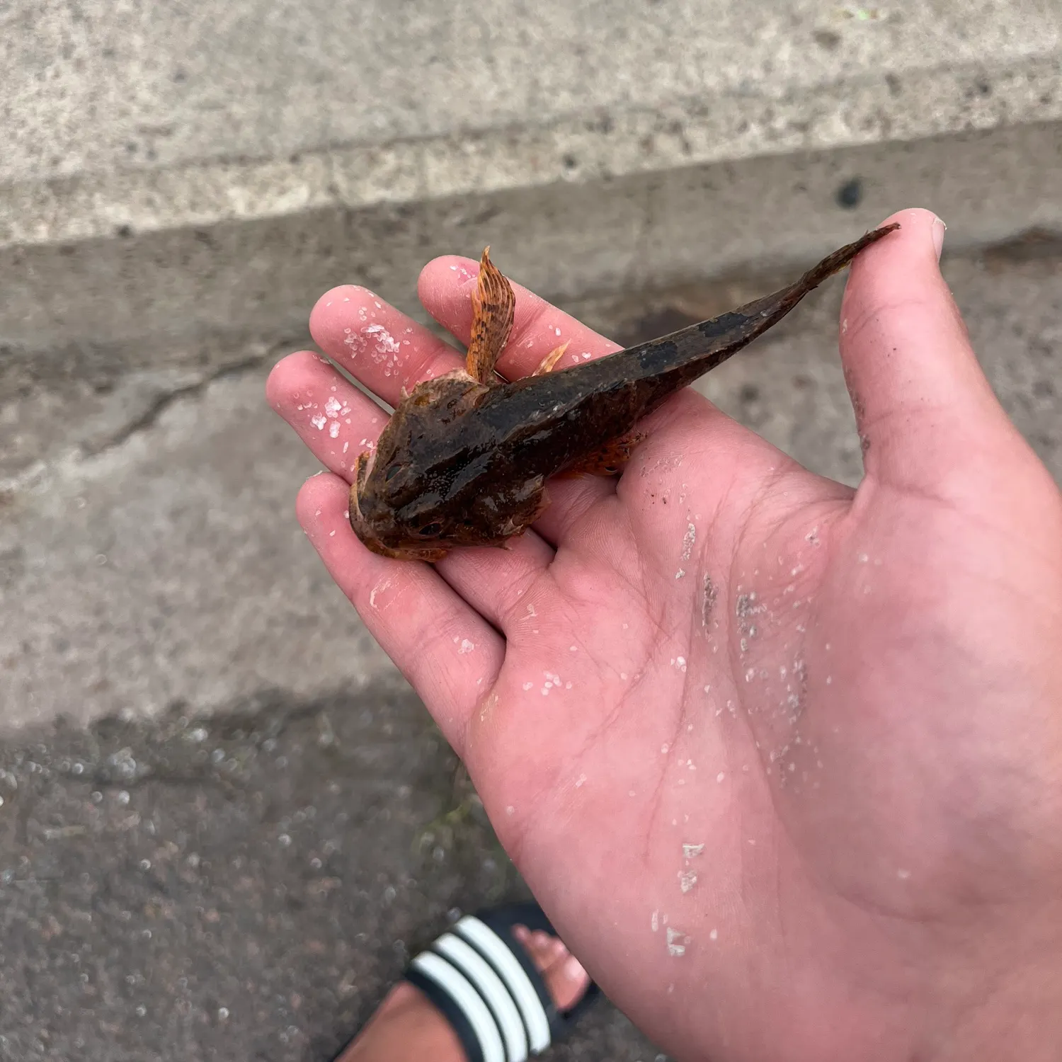 The most recent Grubby sculpin catches on Fishbrain