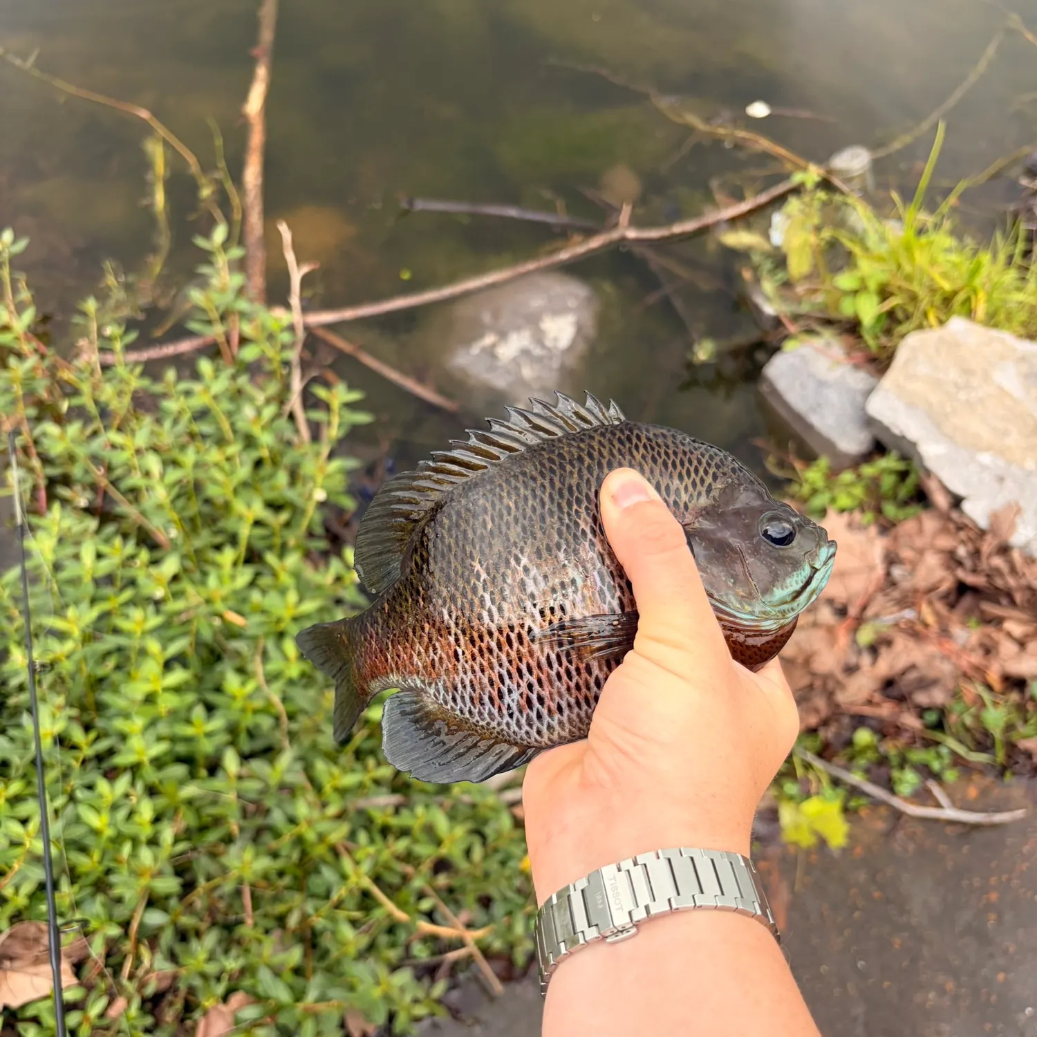 catch