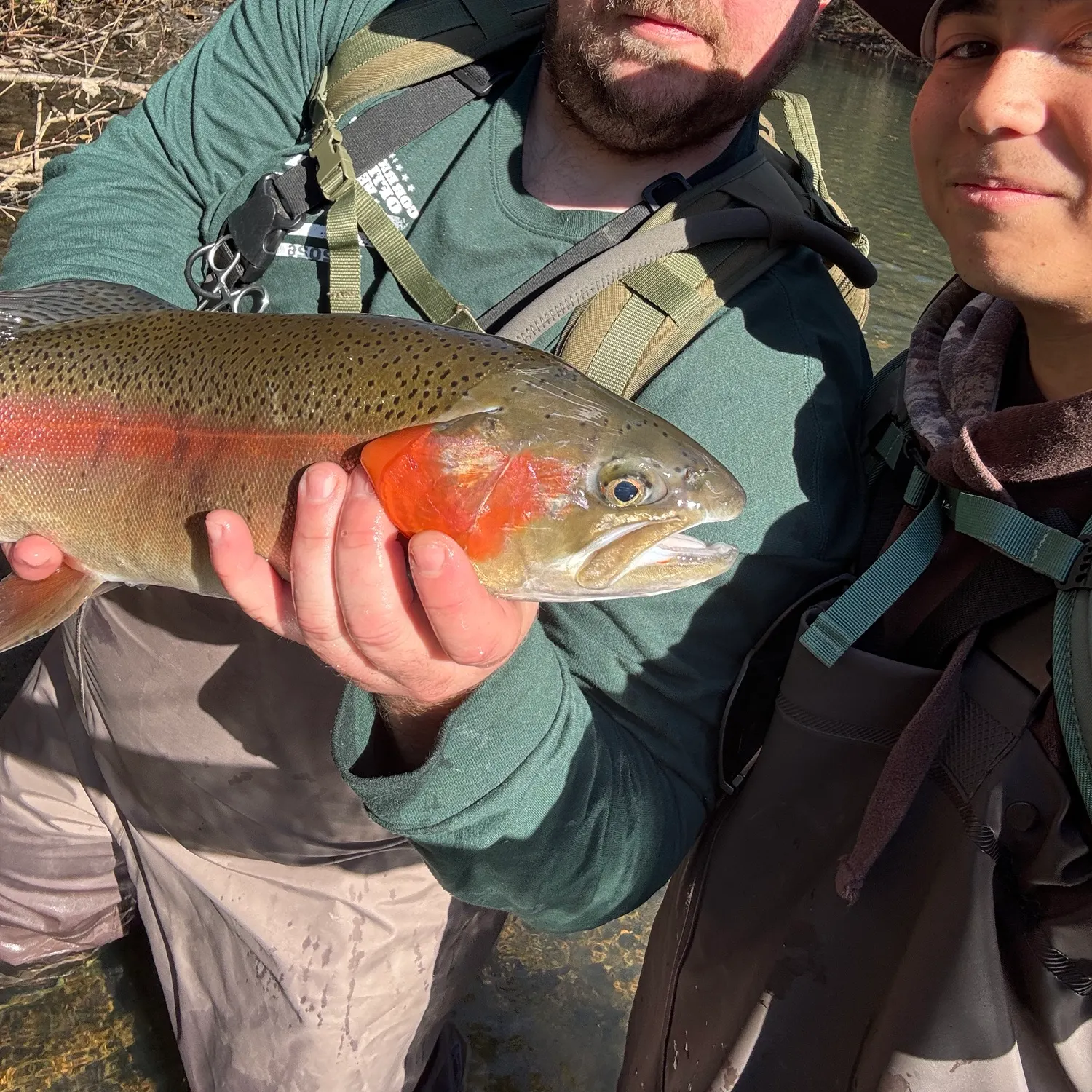 Rainbow trout caught on Fishbrain