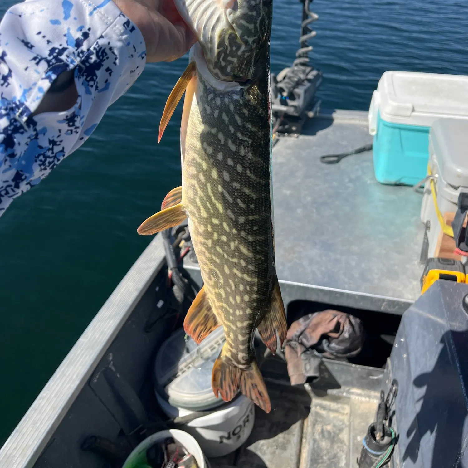 Northern pike caught on Fishbrain