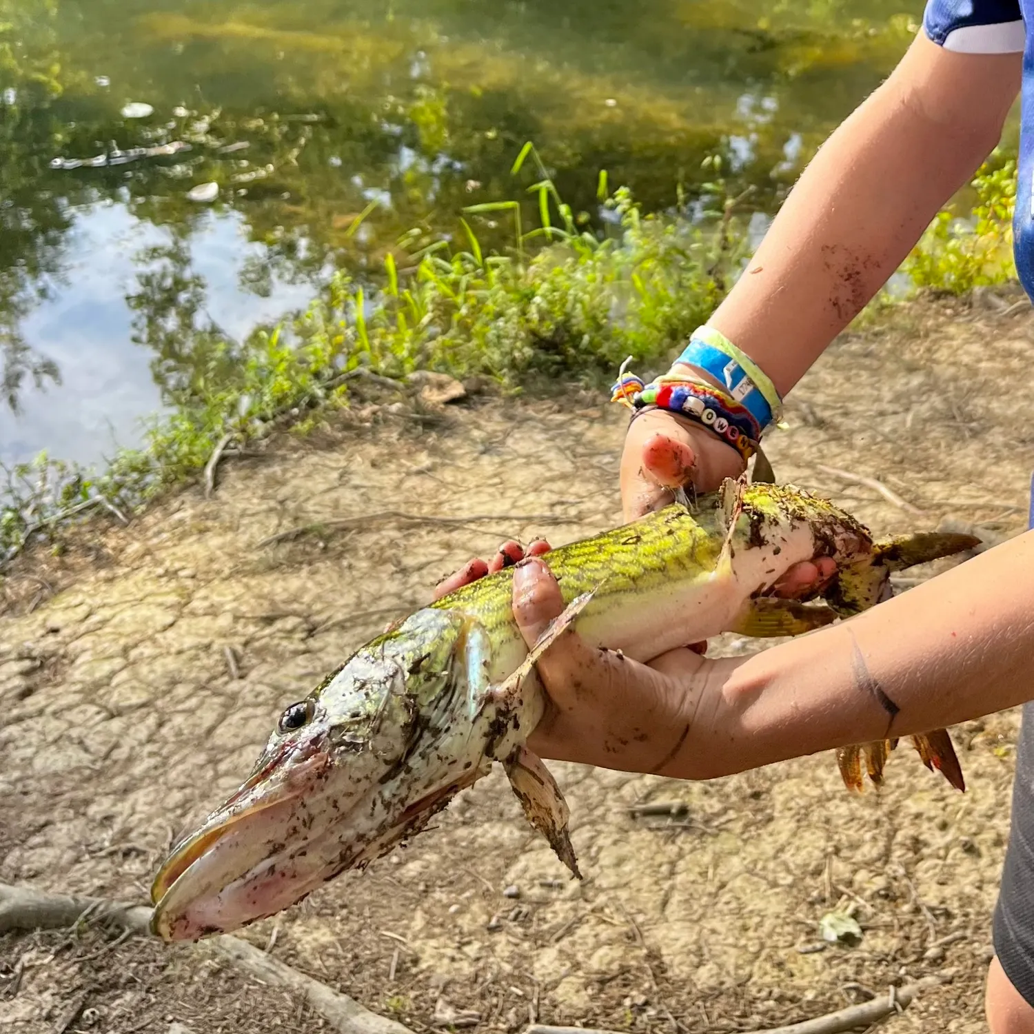 Chain pickerel caught on Fishbrain