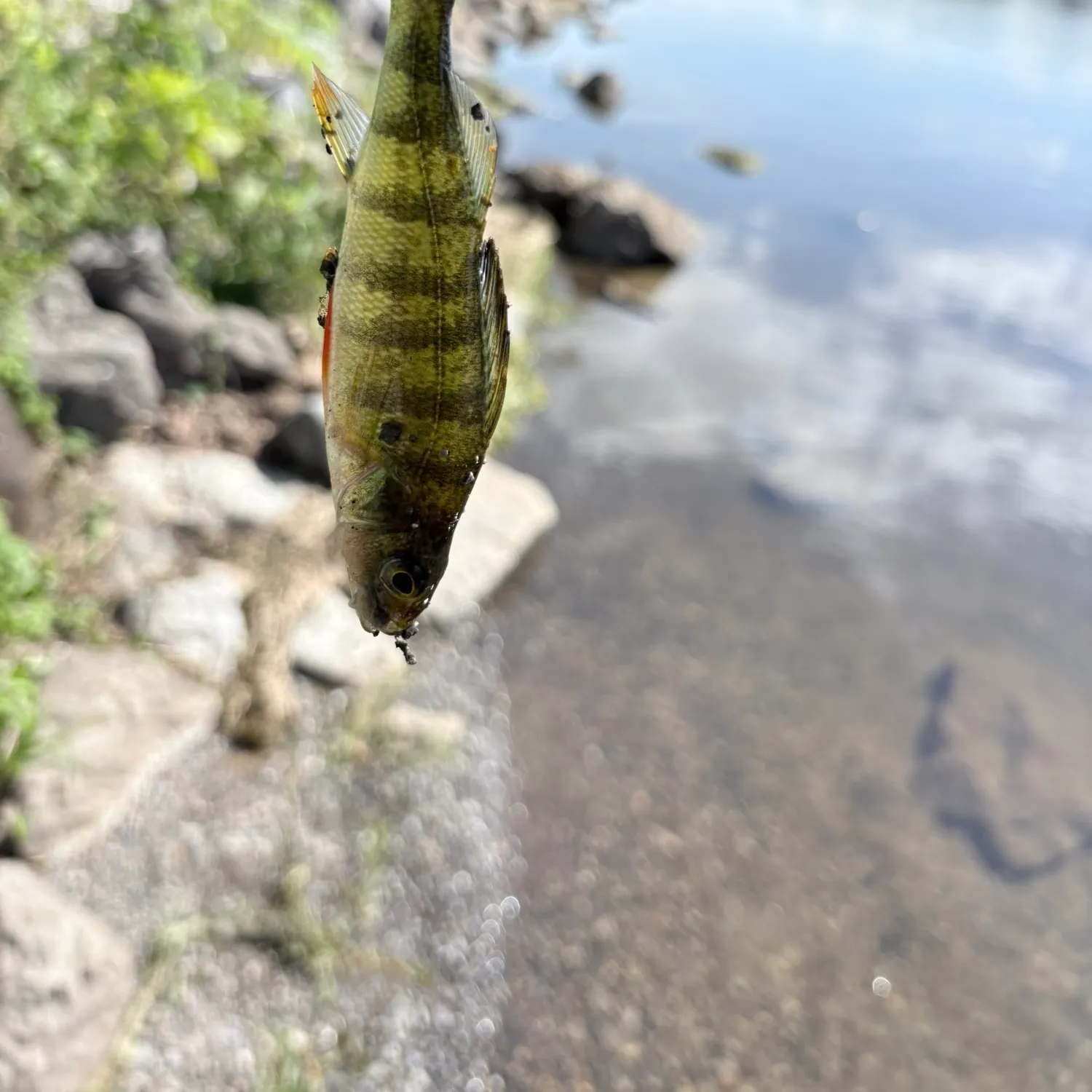 Yellow perch caught on Fishbrain