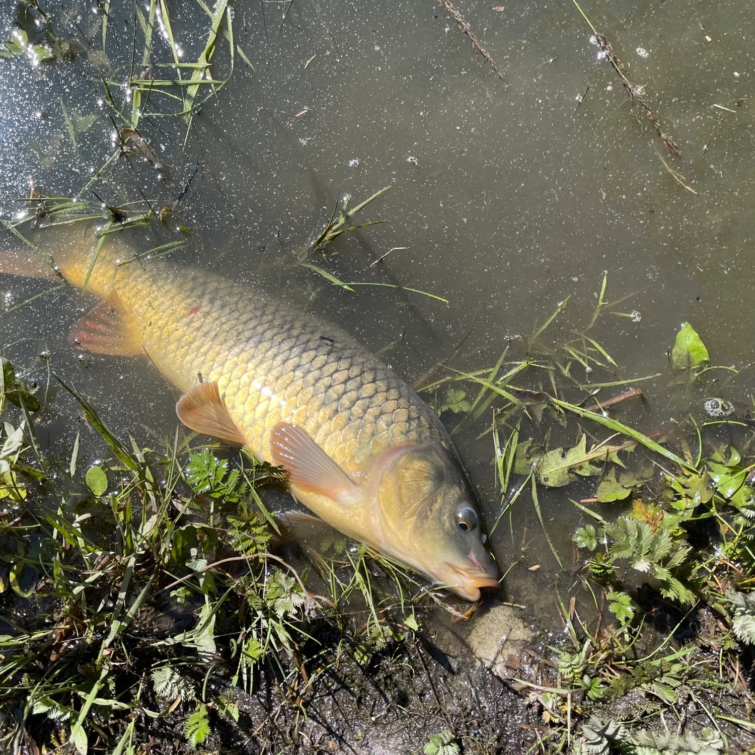 angler catch