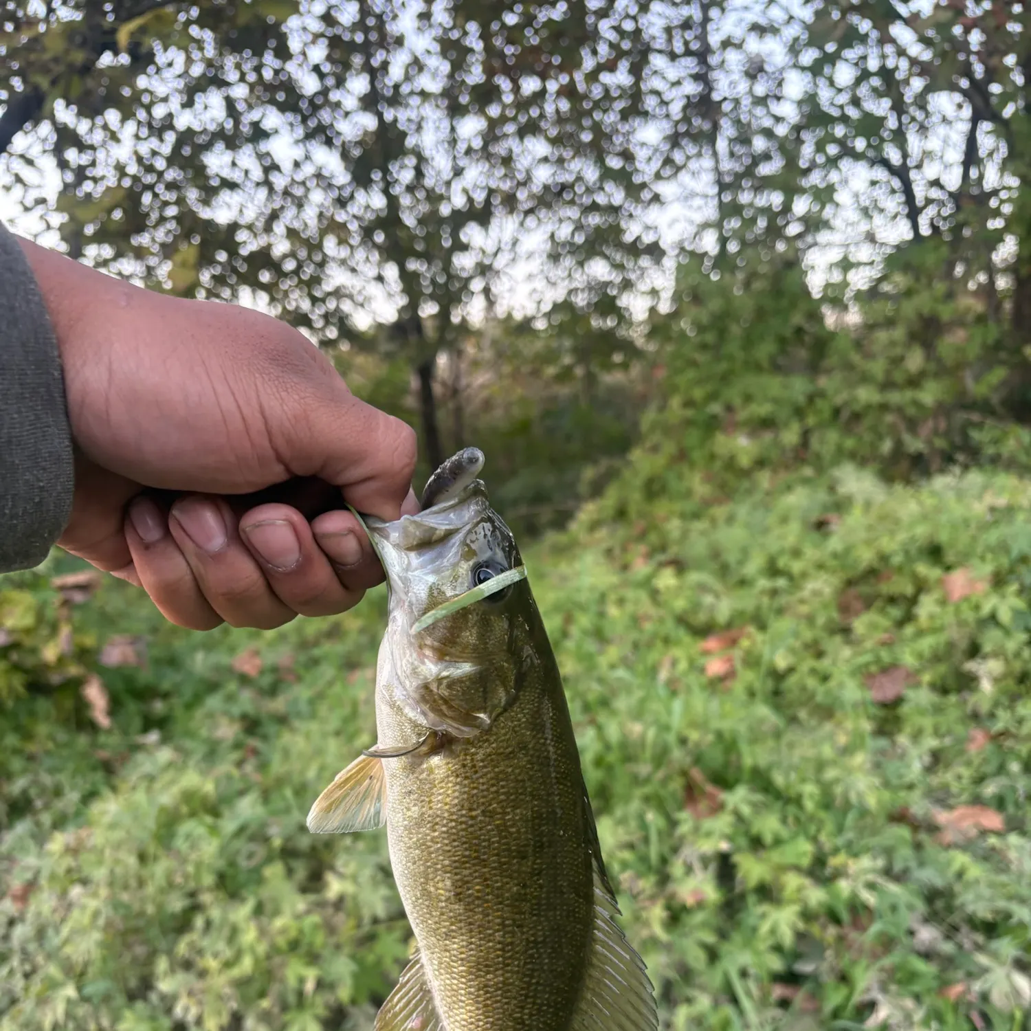 Smallmouth bass caught on Fishbrain