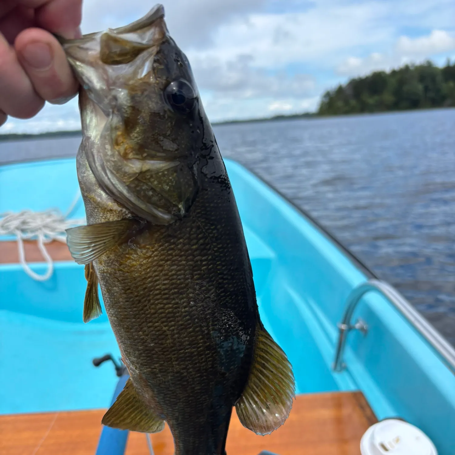 Smallmouth bass caught on Fishbrain