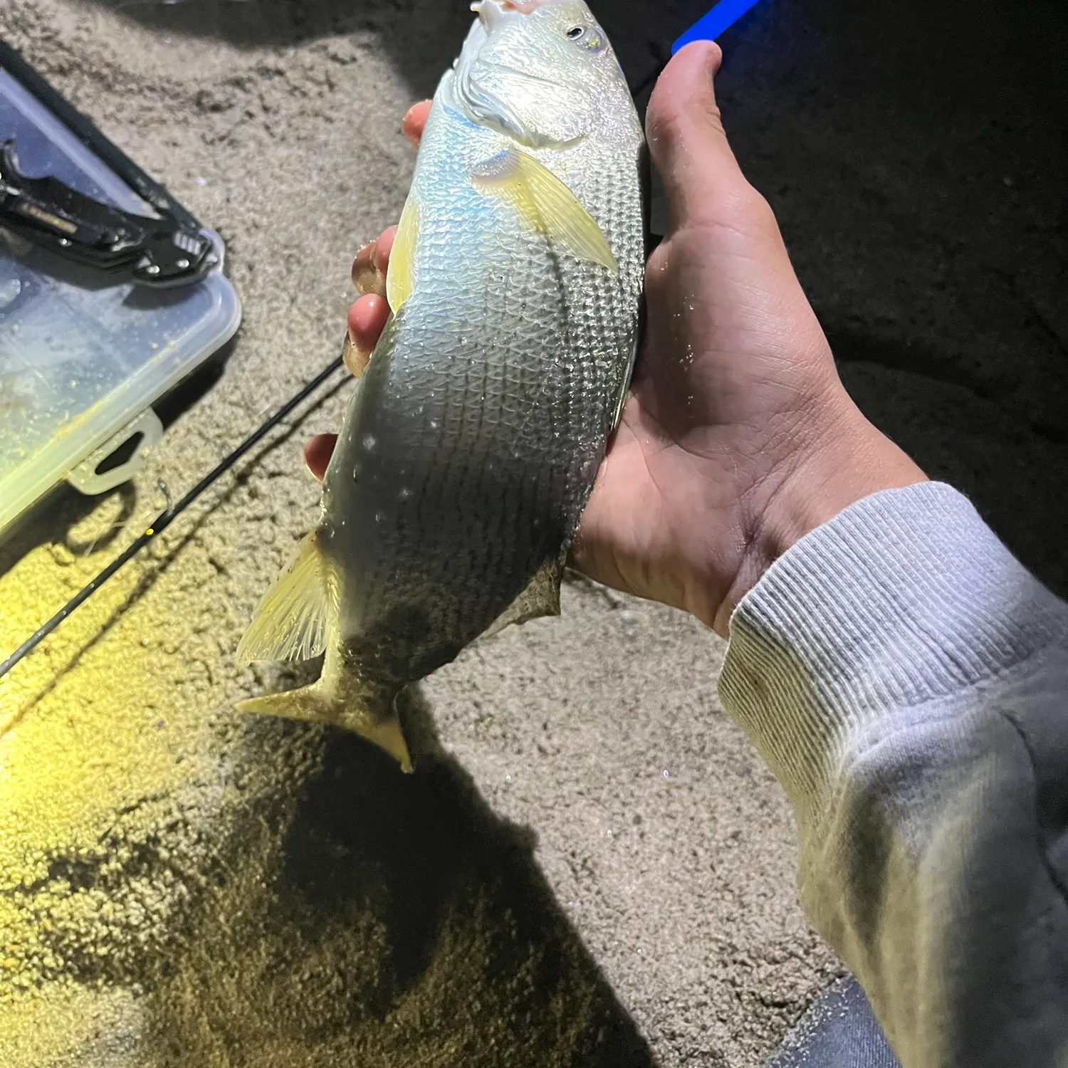 Yellowfin croaker caught on Fishbrain
