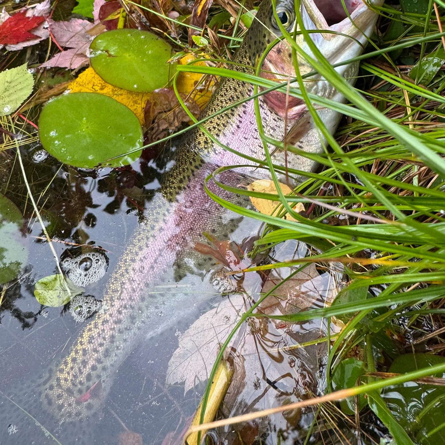 Rainbow trout caught on Fishbrain