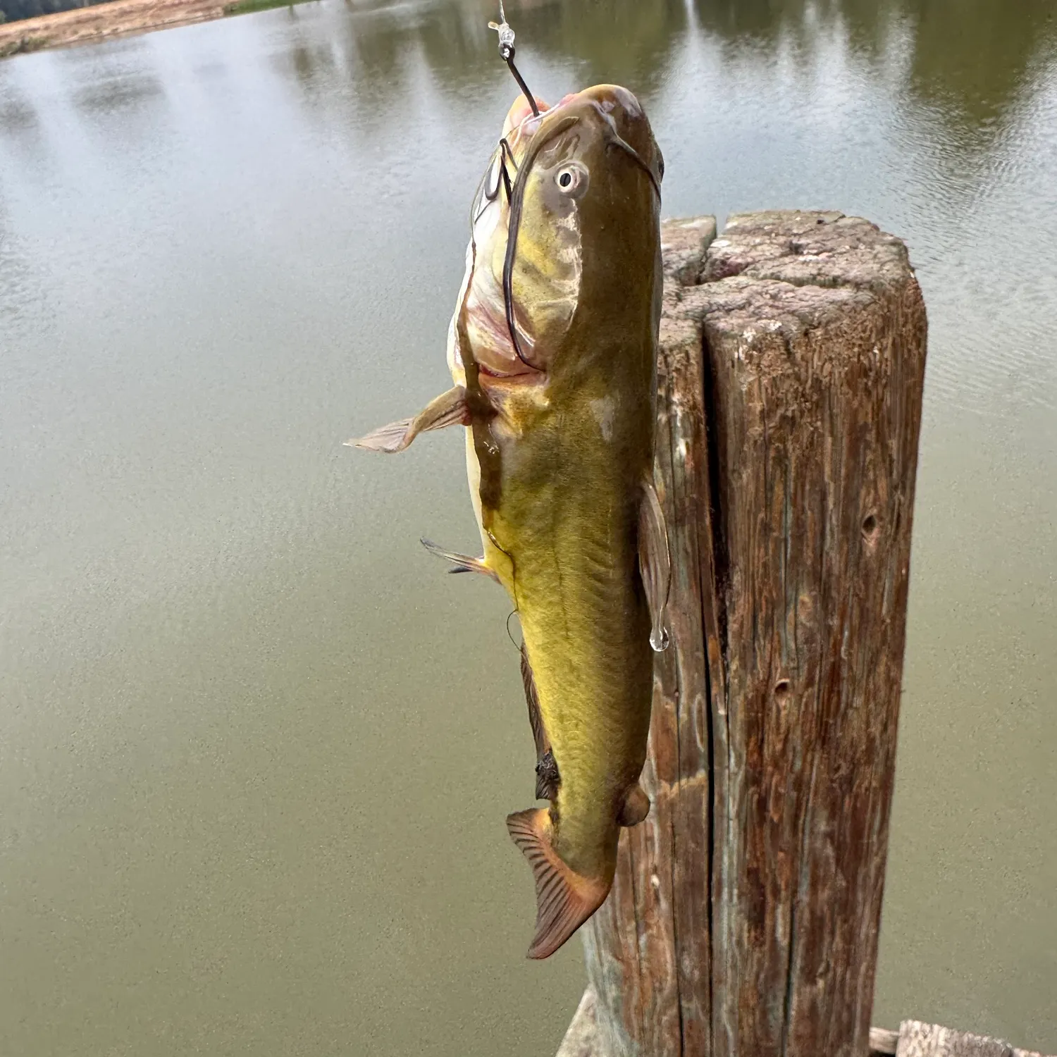 Yellow bullhead caught on Fishbrain
