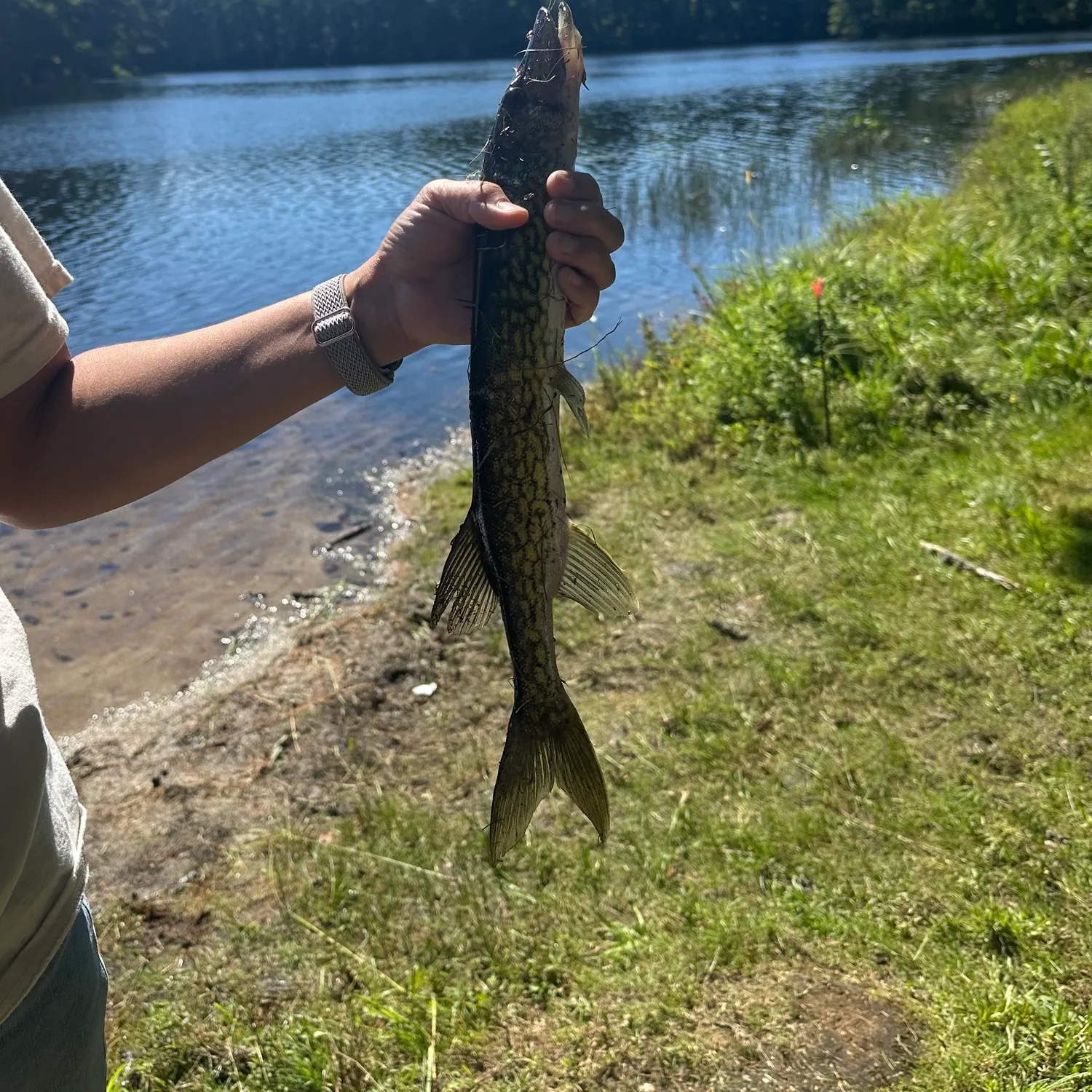 Fish caught on Fishbrain