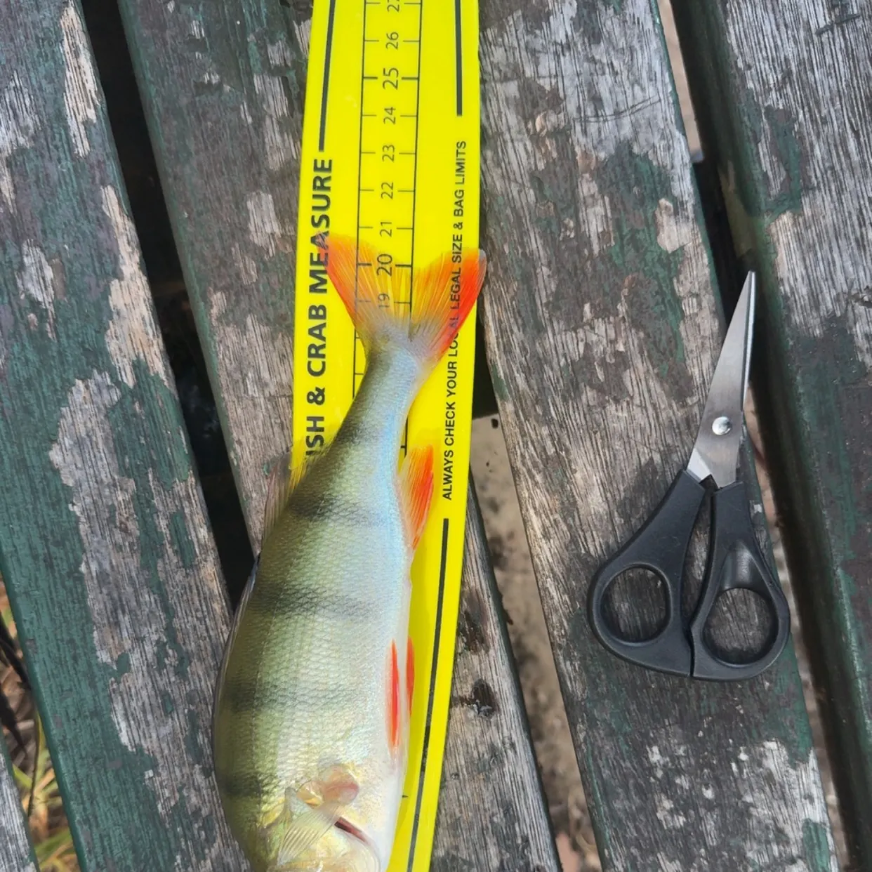 The most recent European perch catches on Fishbrain