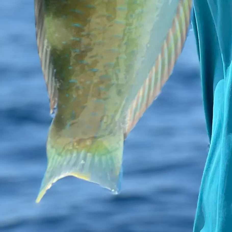 The most recent Common parrotfish catches on Fishbrain