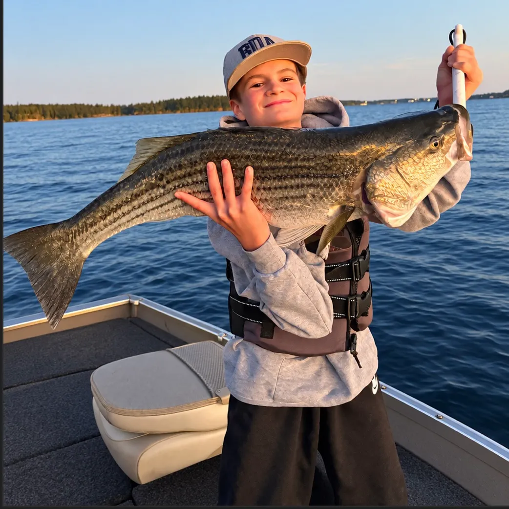 Striped bass caught on Fishbrain
