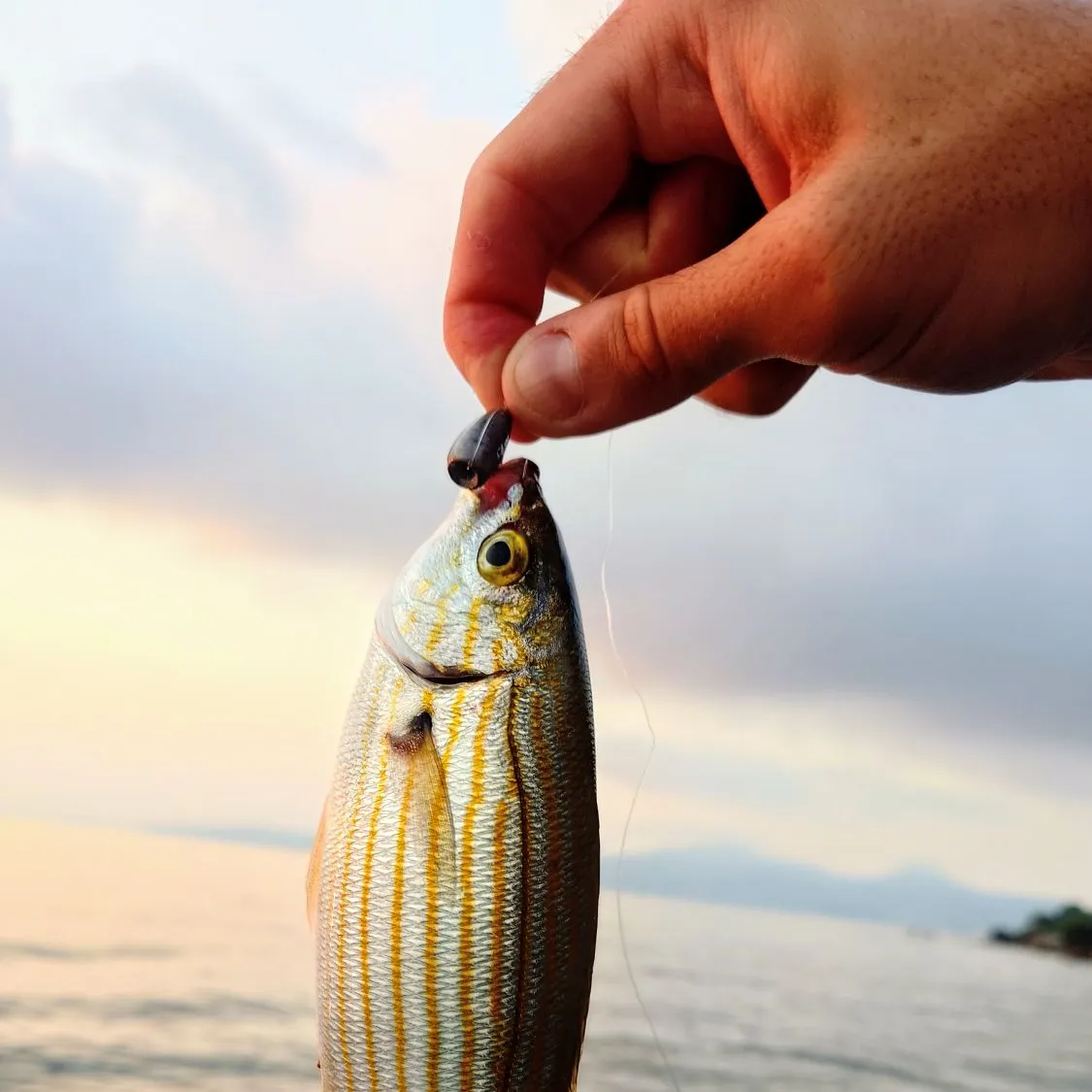 The most recent Salema porgy catches on Fishbrain