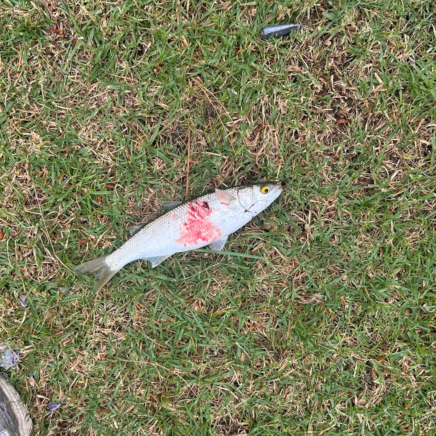 The most recent Yellow-eye mullet catches on Fishbrain