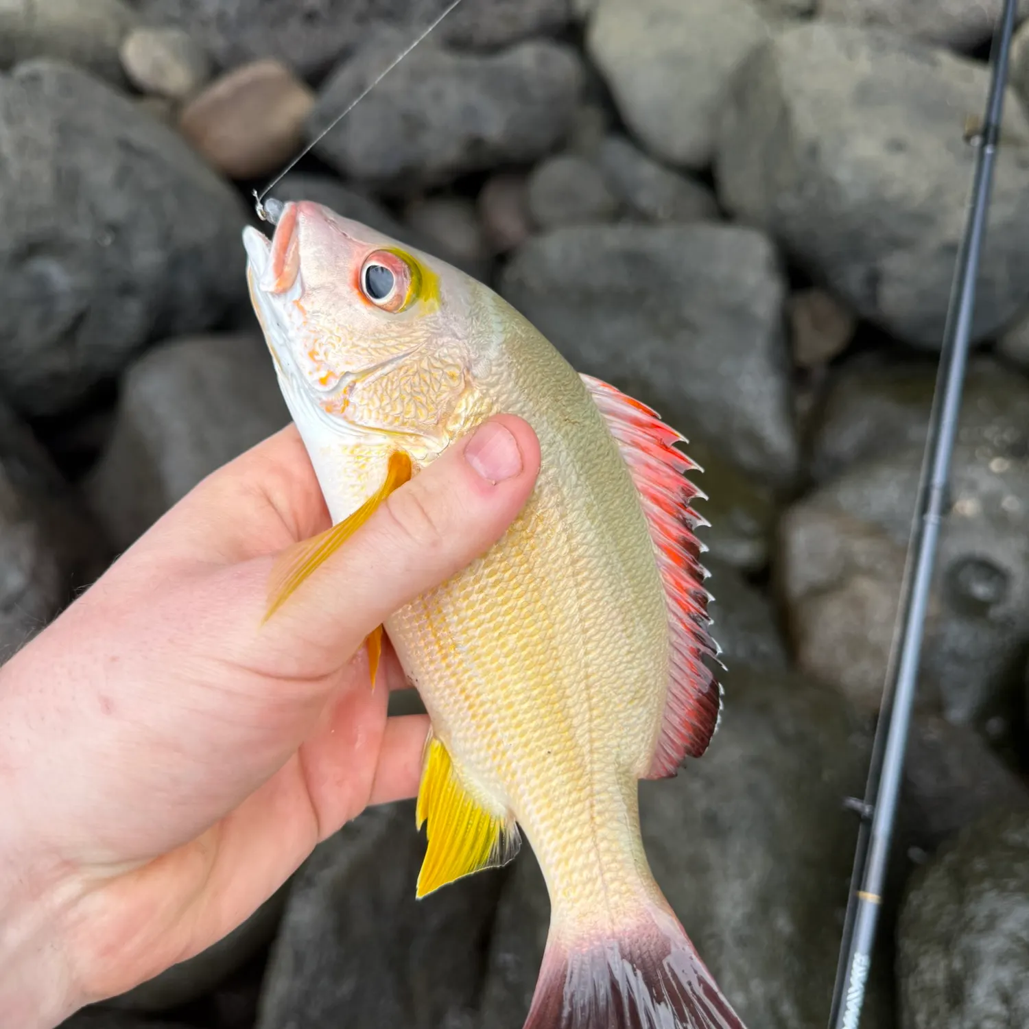 The most recent Blacktail snapper catches on Fishbrain