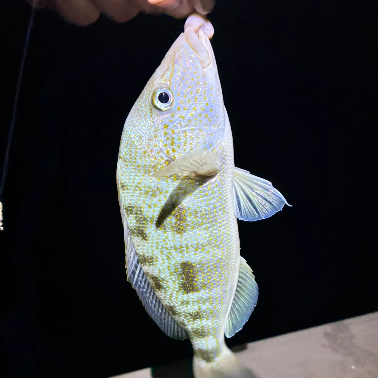 The most recent Pigfish catches on Fishbrain