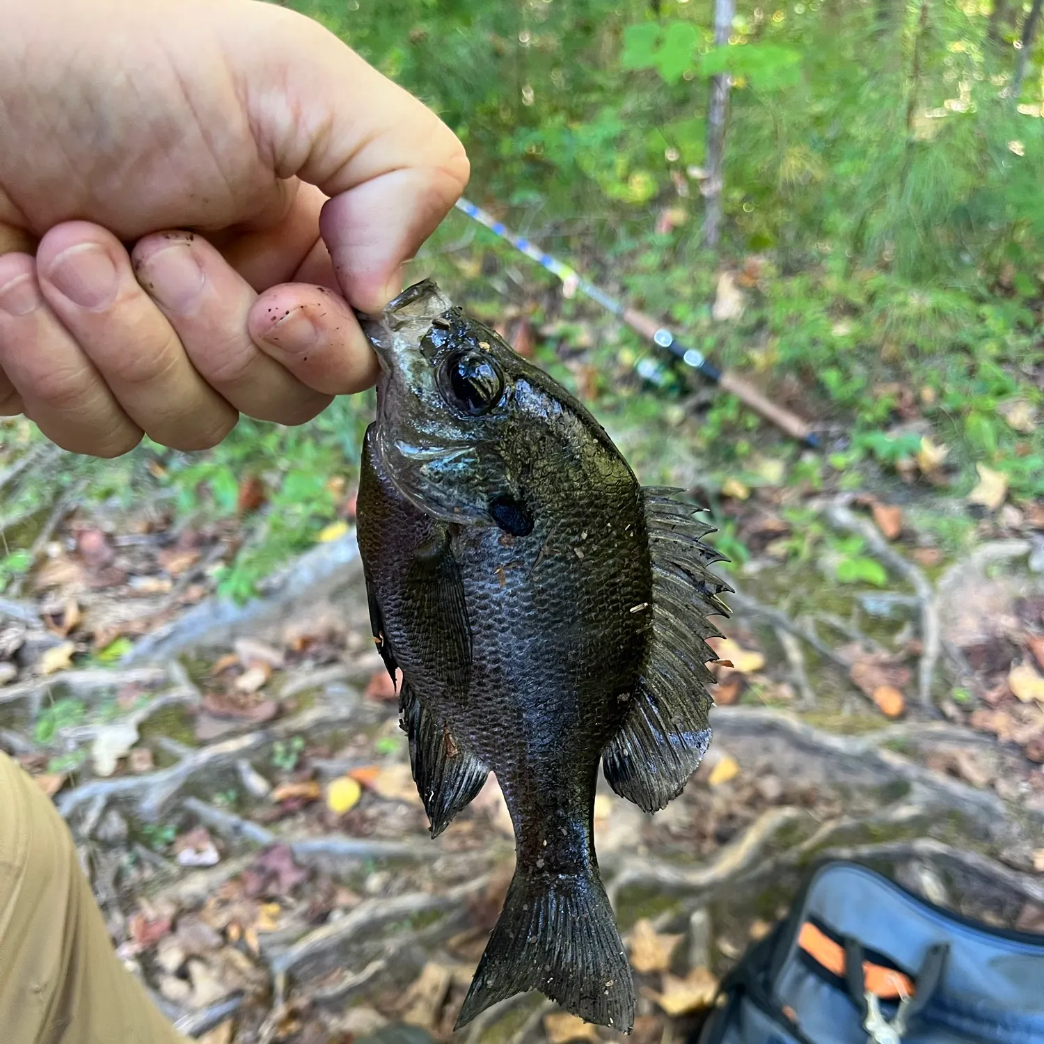 Bluegill caught on Fishbrain