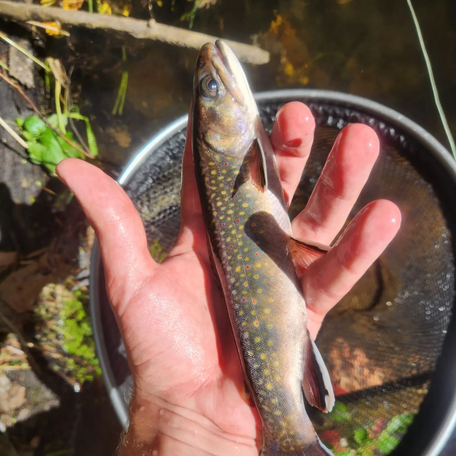 Brook trout caught on Fishbrain