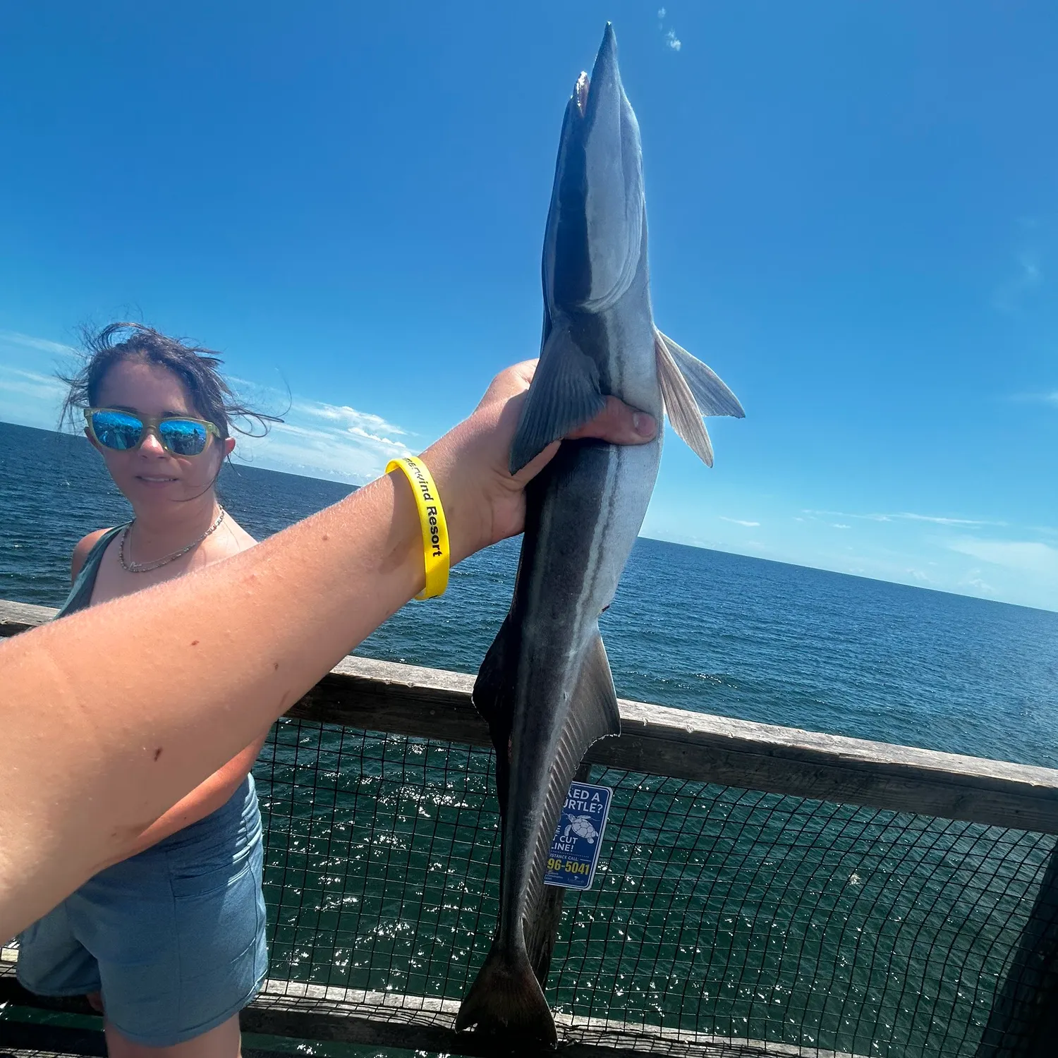 The most recent Live sharksucker catches on Fishbrain
