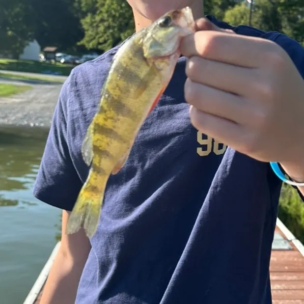 Yellow perch caught on Fishbrain
