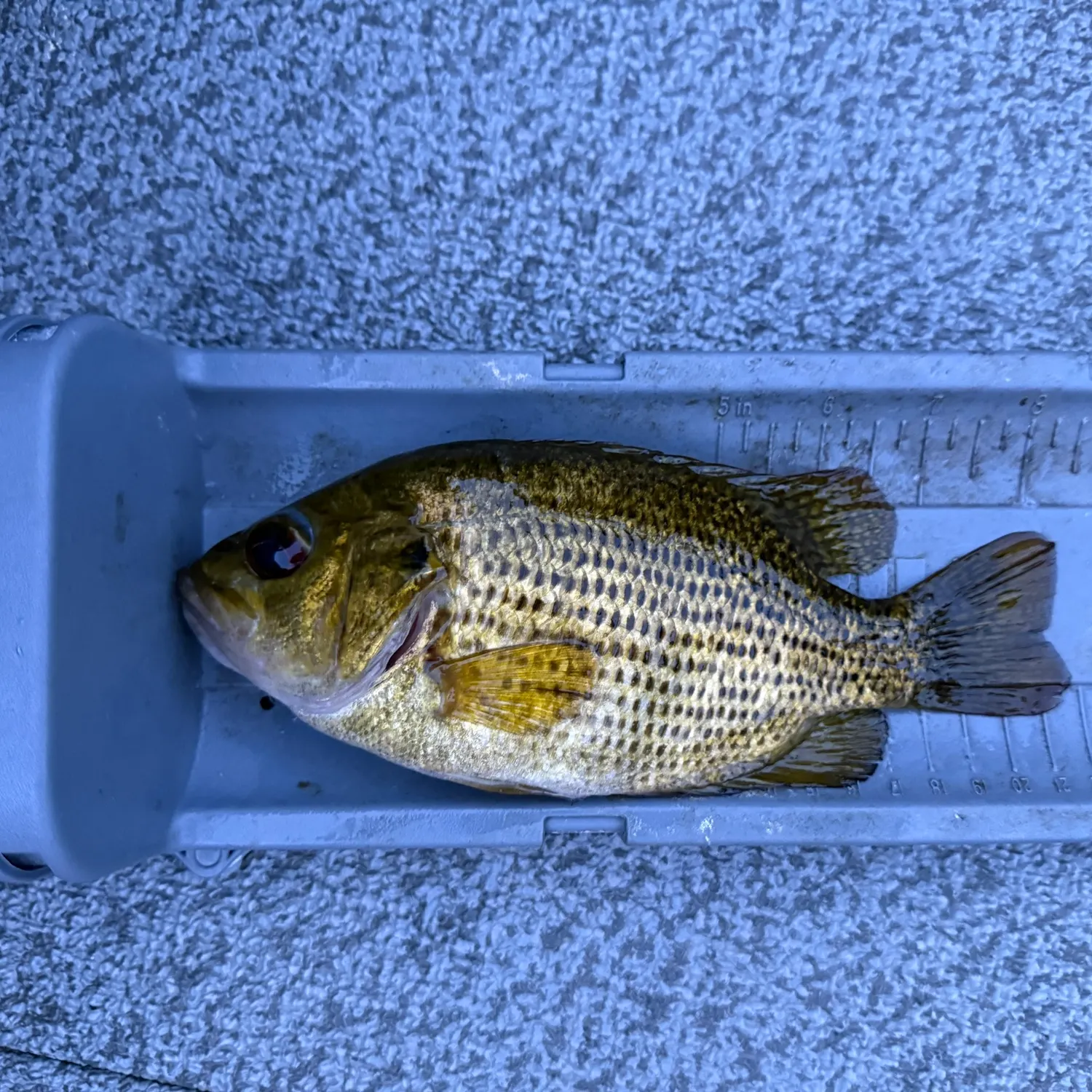 Rock bass caught on Fishbrain