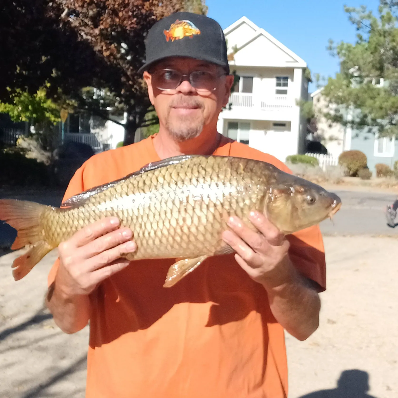 Common carp caught on Fishbrain