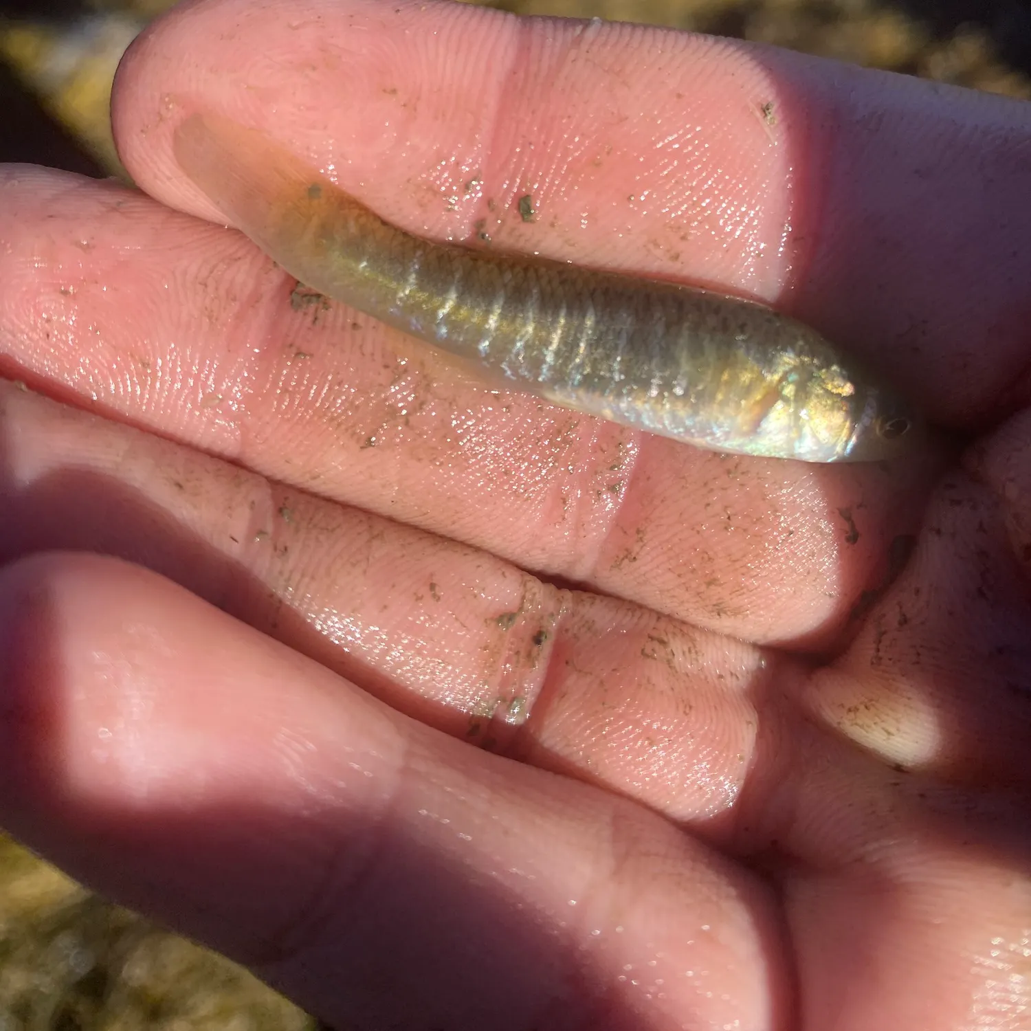 The most recent Mummichog catches on Fishbrain