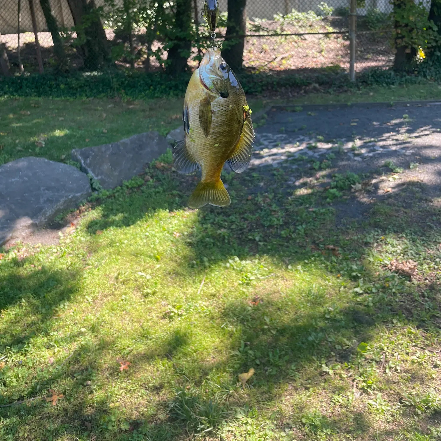 Bluegill caught on Fishbrain
