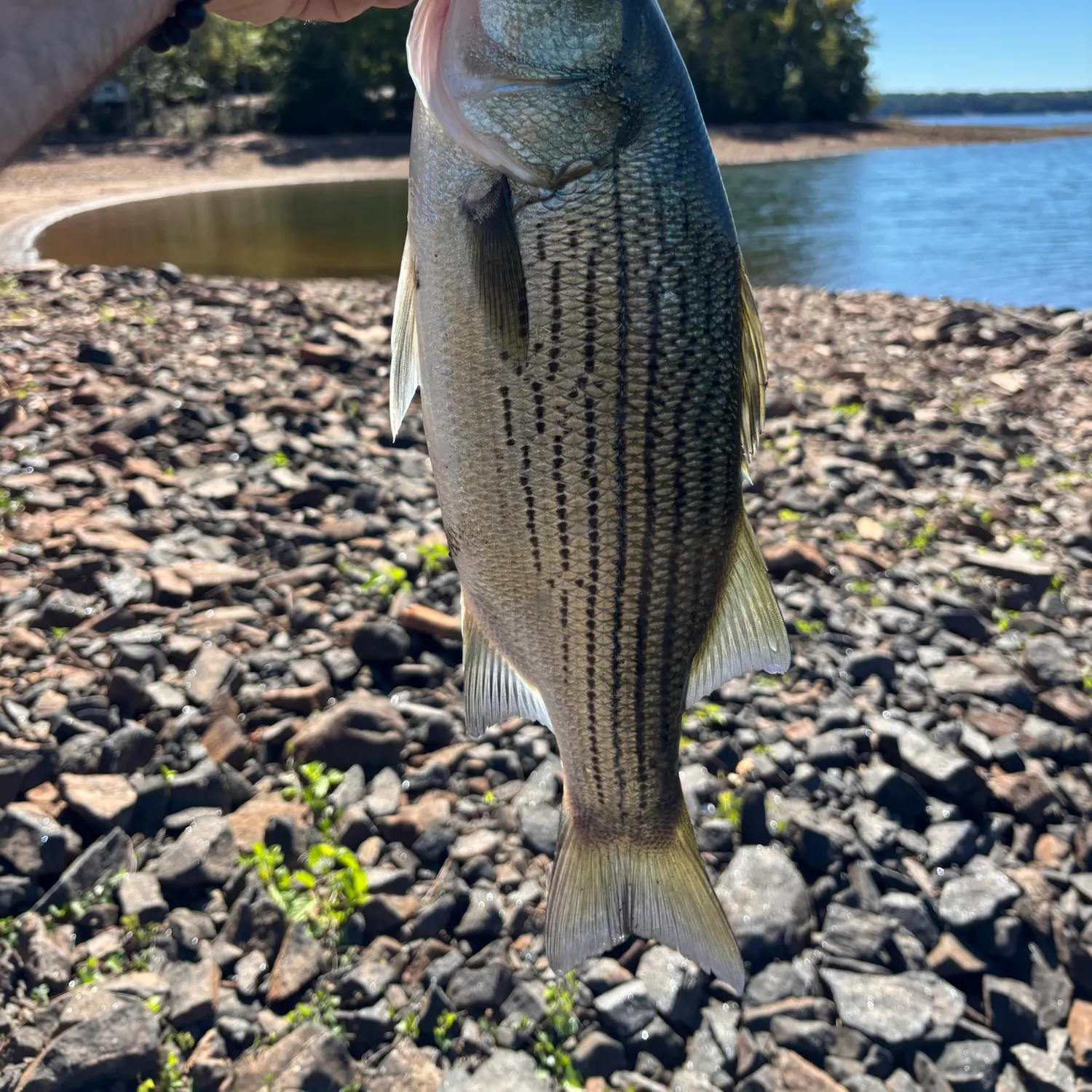 Wiper caught on Fishbrain