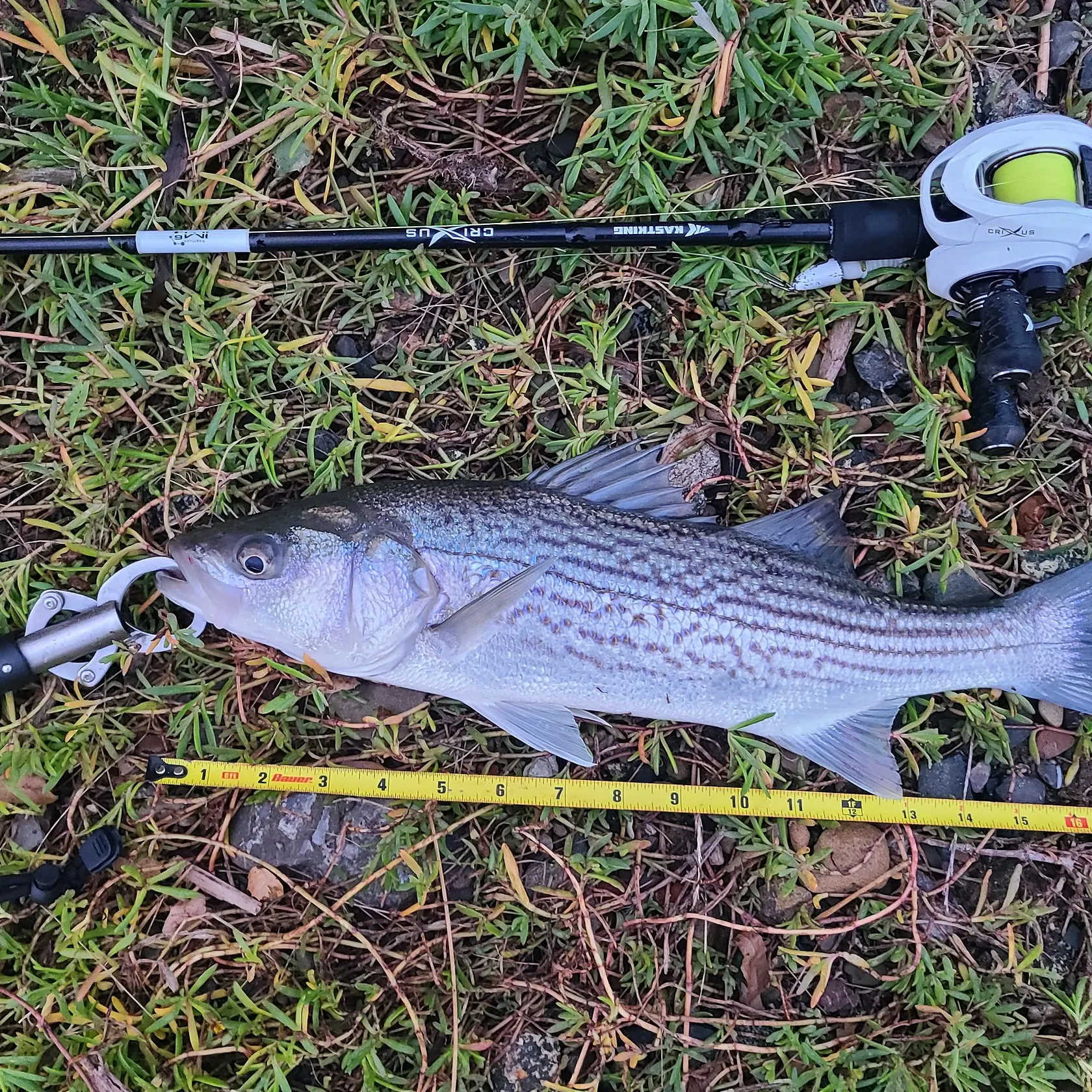 Striped bass caught on Fishbrain