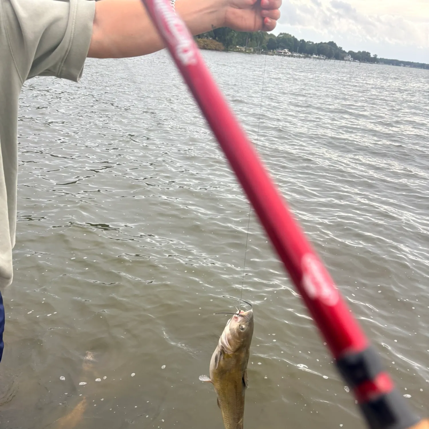 Channel catfish caught on Fishbrain