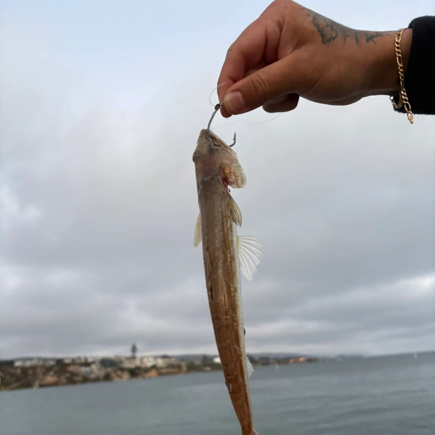 The most recent California lizardfish catches on Fishbrain