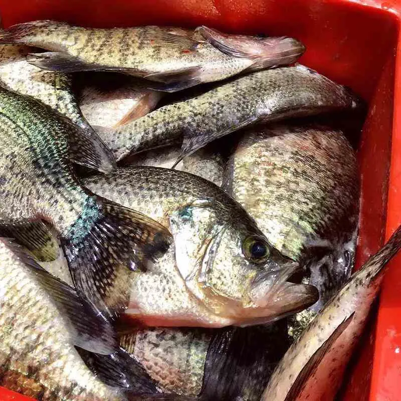 Black crappie caught on Fishbrain